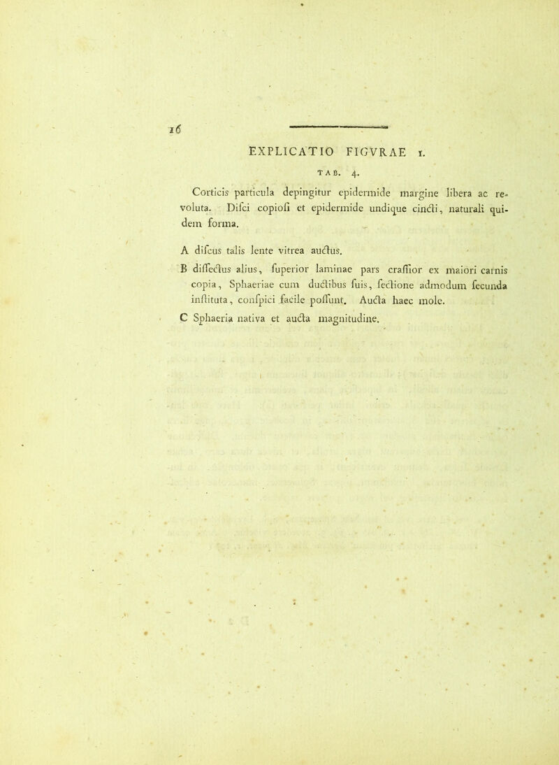 1(5 EXPLICATIO FIGVRAE i. T A B. 4. Corticis particula depingitur epidermide margine libera ac re- voluta. Dilci copiofi et epidermide undicpue cindi, naturali qui- dem forma. A difcus talis lente vitrea audus, B diffecdus alius, fuperior laminae pars crailior ex maiori carnis copia, Sphaeriae cum dudibus fuis, fecdione admodum, fecunda indituta, confpici facile polfunt, Auda haec mole. C Sphaeria nativa et auda magnitudine. I