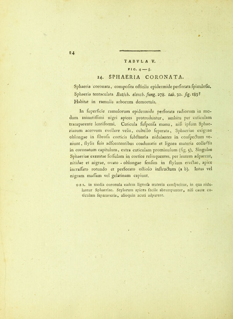 T A B V L A V. riG. 4 — 5. 14. SPHAERIA CORONATA. Sphaeria coronata, compofita ofHolis epidermide perforata fpinulofis. Sphaeria tentaculata Batfch. elench. fung. tab.30. Habitat in ramulis arborum demortuis. In fuperficie ramulorum epidermide perforata radiorum in mo- dum minutilTimi nigri apices protruduntur, ambitu per cuticulam transparente lentiformi. Cuticula fufpenfa manu, nifi ipfum Spbae- riarum acervum evellere velis, cultello feparata, Sphaeriae exiguae oblongae in bbrofa corticis fubflantia nidulantes in confpecflum ve- niunt , flylis fuis adfcententibus coadunatis et lignea materia collefT^is in coronatum capitulum, extra cuticulam prominulum (bg. 5). Singulae Sphaeriae excmtae follulam in cortice relinquentes, per lentem adparent, nitidae et nigrae, ovato - oblongae fenfiin in Aylum eredtae, apice incralTato rotundo et perforato obiolo inllrudlum (a b). Intus vel nigram malfam vel gelatinam capiunt. 0 B s. in media coronula eadem lignofa materia confpicitur, in qua nidu- lantur Sphaeriae. Stylorum apices facile abrumpuntur, nifi caute cu- ticulam feparaveris, alioquin acuti adparent.