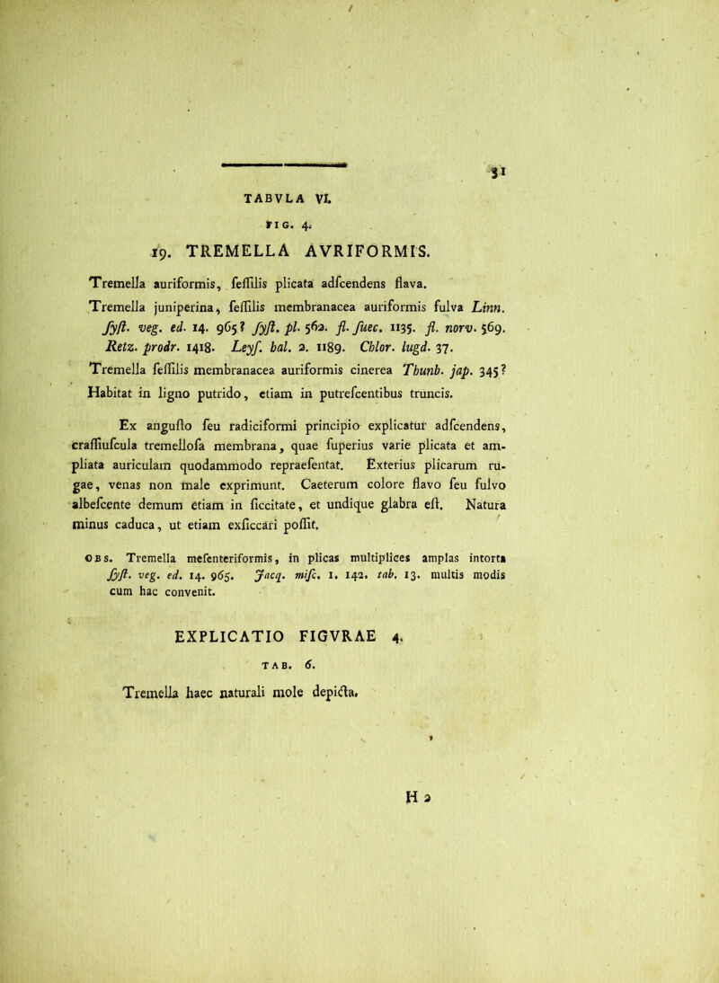 fIG. 19. TREMELLA AVRIFORMIS. Tremella auriformis, fefllHs plicata adfcendens flava. Tremella juniperina^ feffilis membranacea auriformis fulva Lirm. fyft. veg. ed. 14. 9C5? fyjt. pl-5^'^- fl-fuec. 1135. fl. norv. 569. Retz. prodr. 1418. Leyf. bal. 2. 1189. Chlor. lugd. 37. Tremella feflilis membranacea auriformis cinerea Thunb. jap. 345 ? Habitat in ligno putrido, etiam in putrefcentibus truncis. Ex anguflo feu radiciformi principio explicatur adfcendens, craffiufcula tremellofa membrana, quae fuperius varie plicata et am- pliata auriculam quodammodo repraefentat. Exterius plicarum ru- gae, venas non male exprimunt. Caeterum colore flavo feu fulvo •albefcente demum etiam in ficcitate, et undique glabra eft. Natura minus caduca, ut etiam exficcari poflit. CBS. Tremella mefenteriformis, in plicas multiplices amplas intorta Jyfl. veg. ed. 14. 965. Jacq^. mifc. I. 142. tab. 13. niultis modis cum hac convenit. EXPLICATIO FIGVRAE 4. TAB. 6. Tremella haec naturali mole depida.