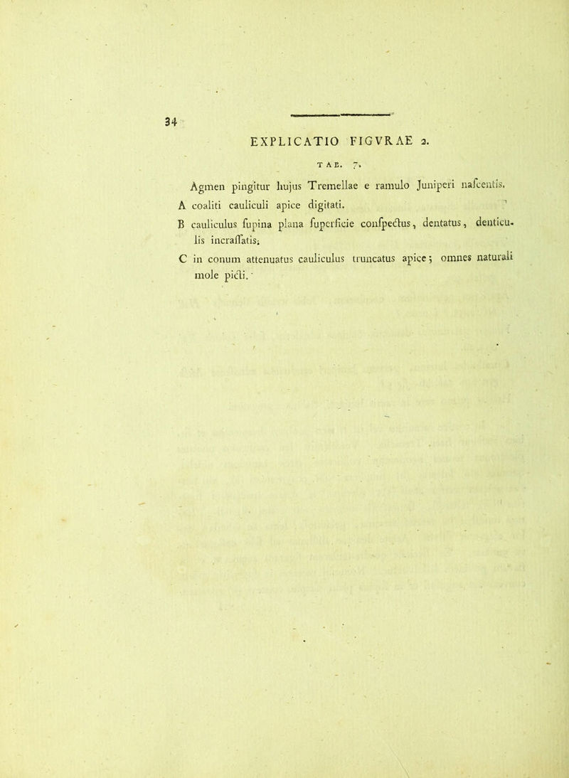 TAB, 7. Agmen pingitur hujus Tremellae e ramulo Juniperi narceiitls. A coaliti cauliculi apice digitati. B cauliculus fupina plana fuperlicie confpecTius, dentatus, denticu- lis incralTatis; C in conum attenuatus cauliculus truncatus apice; omnes naturali mole picdi.'