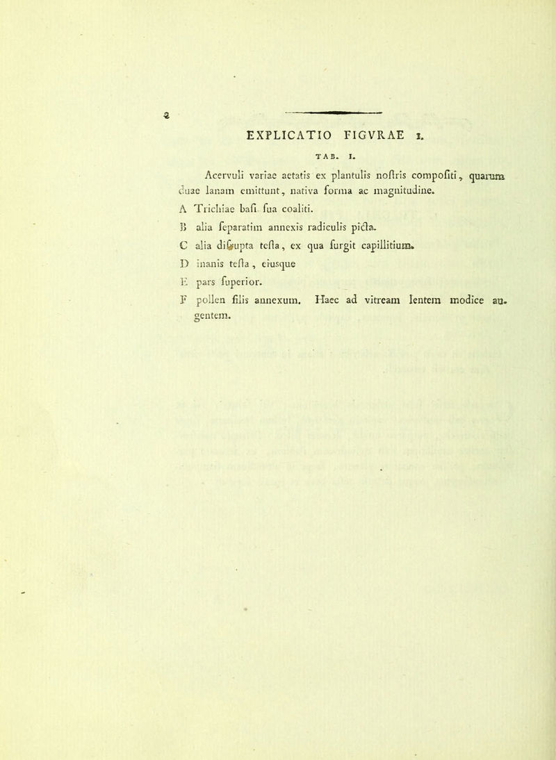 TAB* I. Acervuli variae aetatis ex plantulis noHris compofiti^ quamm duae lanam emittunt, nativa forma ac magnitudine. A Tricinae bafi fua coaliti. Ii alia feparatim annexis radiculis pi(fla. C alia diGrupta tefla, ex qua furgit capillitium» D inanis tefla, eiusque E pars fuperior. F pollen filis annexum. Haec ad vitream lentem modice aa. gentem.