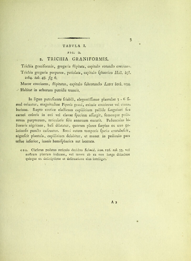 FIG. 2, 2. TRICHIA GRANIFORMIS. Trichia graniformis, gregaria Hipitata, capitulo rotundo coccineo. Trichia gregaria purpurea, petiolata, capitulo fpliaerico ILill. hift. 2164. tab. 48- fig. 6. Mucor coccineus, Ripitatus, capitulo fubrotuudo L,Sirs hsrh. 1134. Habitat in arborum putridis truncis. In ligno putrefeente friabili, elegantiiTimae plantulae 3 - fi fl- mul oriuntur, magnitudine Piperis grani, eximie coccineae vel cinna. barinae. Rupto cortice elafticum capillitium pallide fanguinei lea carnei coloris in ovi vel clavae fpeciem alTurgit, femengue polli- neum purpureum, reticulatis filis annexum excutit. Pedunculus bi- linearis nigricans, bali dilatatus, quorum plures faepius ex uno ge- latinofo pundlo nalcuntur. P)revi autem temporis fpatio contabefeit, nigrefeit plantula, capillitium delabitur, et manet in pediculo pars teflae inferior, inanis hemifpharica aut lacerata. OEs. Clatlirus pedatus reticulo deciduo Sdmid. icon,\26. vd nodram plantam indicare, vcl tamen ab ea non longe diicedere quis'4ue e.\ defcriptioiie ct delineatione eius intclligeu