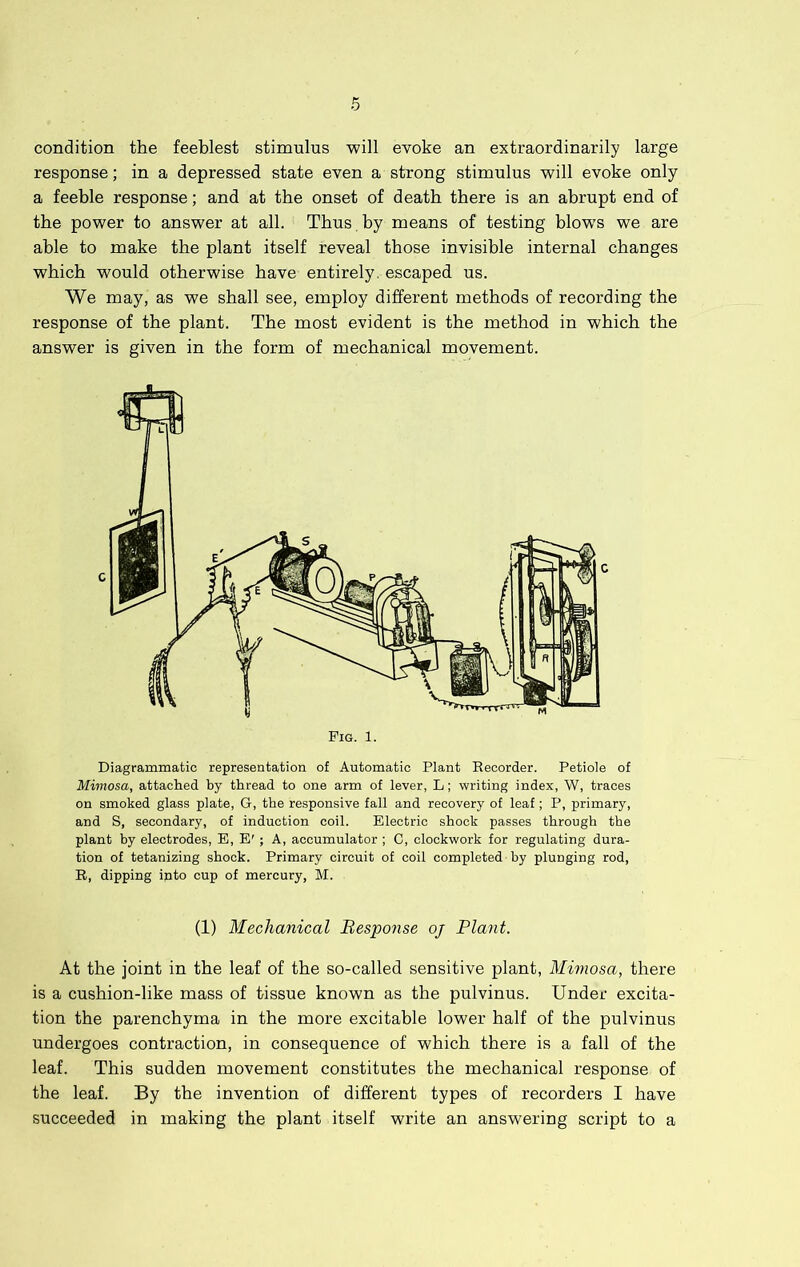 condition the feeblest stimulus will evoke an extraordinarily large response; in a depressed state even a strong stimulus will evoke only a feeble response; and at the onset of death there is an abrupt end of the power to answer at all. Thus by means of testing blows we are able to make the plant itself reveal those invisible internal changes which would otherwise have entirely, escaped us. We may, as we shall see, employ different methods of recording the response of the plant. The most evident is the method in which the answer is given in the form of mechanical movement. Fig. 1. Diagrammatic representation of Automatic Plant Recorder. Petiole of Mimosa, attached by thread to one arm of lever, L; writing index, W, traces on smoked glass plate, G, the responsive fall and recovery of leaf; P, primary, and S, secondary, of induction coil. Electric shock passes through the plant by electrodes, E, E' ; A, accumulator ; C, clockwork for regulating dura- tion of tetanizing shook. Primary circuit of coil completed by plunging rod, B, dipping into cup of mercury, M. (1) Mechanical Response oj Plant. At the joint in the leaf of the so-called sensitive plant. Mimosa, there is a cushion-like mass of tissue known as the pulvinus. Under excita- tion the parenchyma in the more excitable lower half of the pulvinus undergoes contraction, in consequence of which there is a fall of the leaf. This sudden movement constitutes the mechanical response of the leaf. By the invention of different types of recorders I have succeeded in making the plant itself write an answering script to a