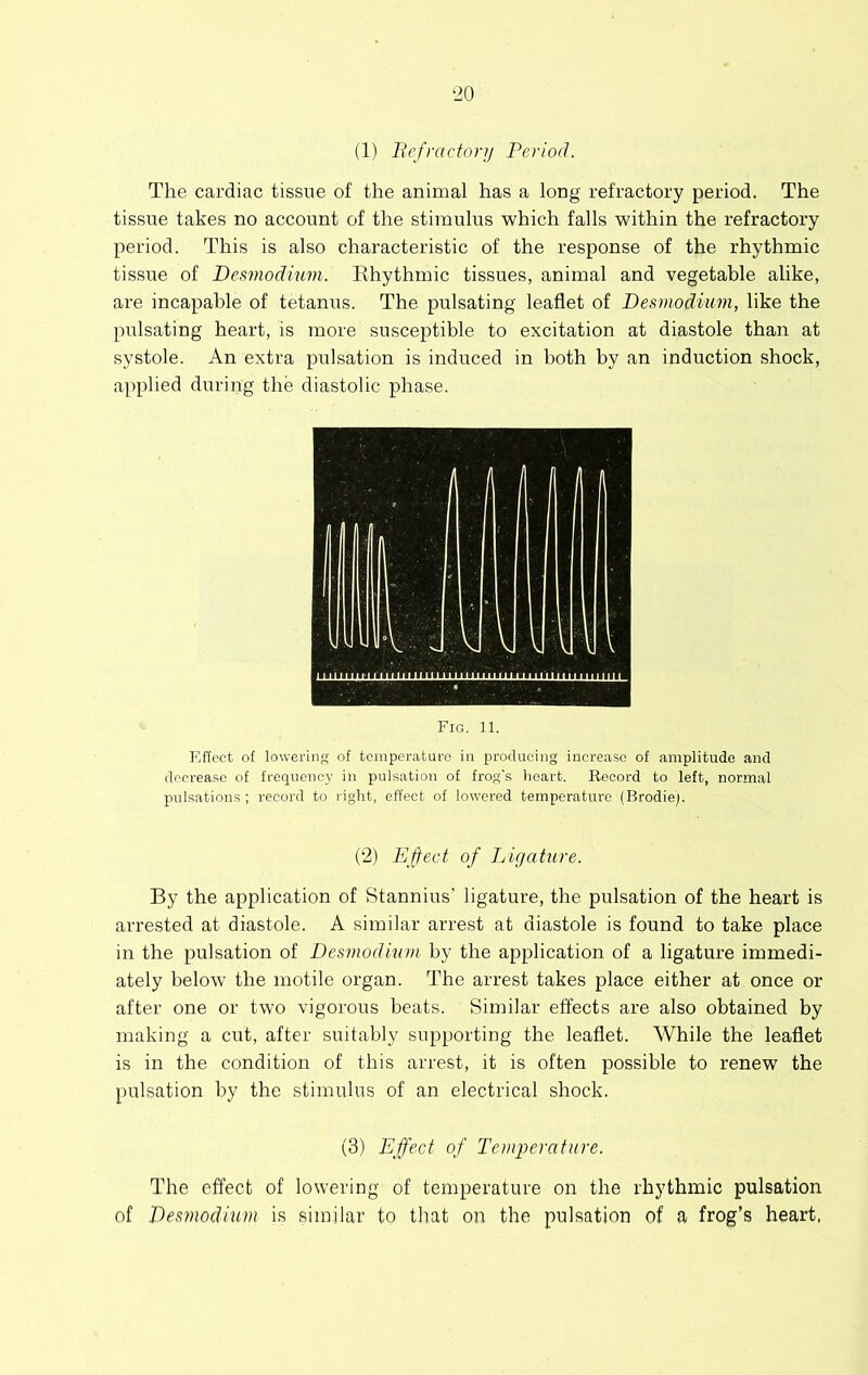 (1) Befractory Period. The cardiac tissue of the animal has a long refractory period. The tissue takes no account of the stimulus which falls within the refractory period. This is also characteristic of the response of the rhythmic tissue of Desmodium. Ehythmic tissues, animal and vegetable alike, are incapable of tetanus. The pulsating leaflet of Desmodium, like the pulsating heart, is more susceptible to excitation at diastole than at systole. An extra pulsation is induced in both by an induction shock, applied during the diastolic phase. Fig. 11. Effect of lowering of temperature in producing increase of amplitude and decrease of frequenc}' in pulsation of frog's heart. Record to left, normal pulsations; record to right, effect of lowered temperature (Brodie). (2) Eifect of Ligature. By the application of Stannius’ ligature, the pulsation of the heart is arrested at diastole. A similar arrest at diastole is found to take place in the pulsation of Desmodium by the application of a ligature immedi- ately below the motile organ. The arrest takes place either at once or after one or two vigorous beats. Similar effects are also obtained by making a cut, after suitably supporting the leaflet. While the leaflet is in the condition of this arrest, it is often possible to renew the pulsation by the stimulus of an electrical shock. (3) Effect of Tenqyerature. The effect of lowering of temperature on the rhythmic pulsation of Desmodium is similar to that on the pulsation of a frog’s heart,