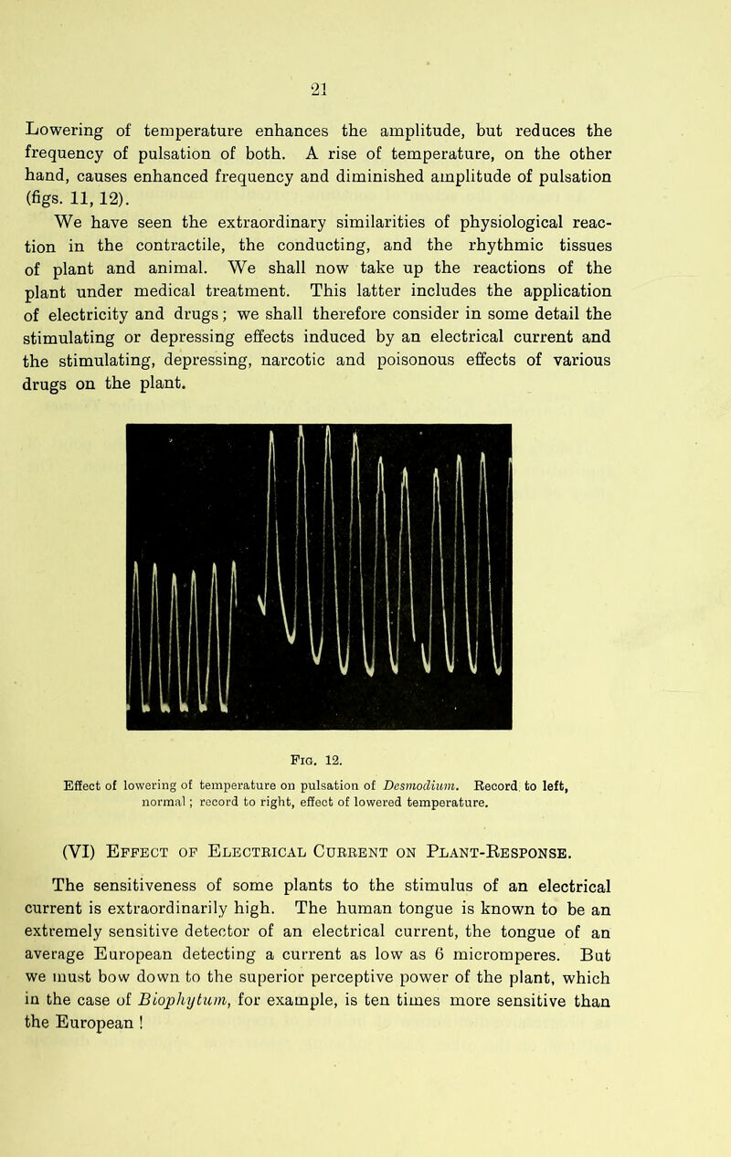 Lowering of temperature enhances the amplitude, but reduces the frequency of pulsation of both. A rise of temperature, on the other hand, causes enhanced frequency and diminished amplitude of pulsation (figs. 11,12). We have seen the extraordinary similarities of physiological reac- tion in the contractile, the conducting, and the rhythmic tissues of plant and animal. We shall now take up the reactions of the plant under medical treatment. This latter includes the application of electricity and drugs; we shall therefore consider in some detail the stimulating or depressing effects induced by an electrical current and the stimulating, depressing, narcotic and poisonous effects of various drugs on the plant. Fig. 12. Effect of lowering of temperature on pulsation of Desmodium. Record, to left, normal; record to right, effect of lowered temperature. (VI) Effect op Electrical Current on Peant-Ebsponse. The sensitiveness of some plants to the stimulus of an electrical current is extraordinarily high. The human tongue is known to be an extremely sensitive detector of an electrical current, the tongue of an average European detecting a current as low as 6 micromperes. But we must bow down to the superior perceptive power of the plant, which in the case of Biophytum, for example, is ten times more sensitive than the European !