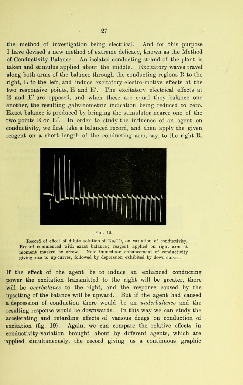 the method of investigation being electrical. And for this purpose I have devised a new method of extreme delicacy, known as the Method of Conductivity Balance. An isolated conducting strand of the plant is taken and stimulus applied about the middle. Excitatory waves travel along both arms of the balance through the conducting regions R to the right, L to the left, and induce excitatory electro-motive effects at the two responsive points, E and E'. The excitatory electrical effects at E and E' are opposed, and when these are equal they balance one another, the resulting galvanometric indication being reduced to zero. Exact balance is produced by bringing the stimulator nearer one of the two points E or E'. In order to study the influence of an agent on conductivity, we first take a balanced record, and then apply the given reagent on a short length of the conducting arm, say, to the right R. Fig. 19. Record of effect of dilute solution of NasCO, on variation of conductivity. Record commenced with exact balance; reagent applied on right arm at moment marked by arrow. Note immediate enhancement of conductivity giving rise to up-curves, follovved by depression exhibited by down-curves. If the effect of the agent be to induce an enhanced conducting power the excitation transmitted to the right will be greater, there will be overbalance to the right, and the response caused by the upsetting of the balance will be upward. But if the agent had caused a depression of conduction there would be an underbalance and the resulting response would be downwards. In this way we can study the accelerating and retarding effects of various drugs on conduction of excitation (fig. 19). Again, we can compare the relative effects in conductivity-variation brought about by different agents, which are •applied simultaneously, the record giving us a continuous graphic