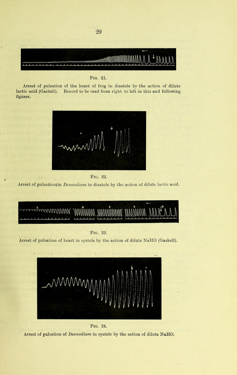 Pig. 21. Arrest of pulsation of the heart of frog in diastole hy the action of dilute lactic acid (Gaskell). Record to he read from right to left in this and following figures. , Pig. 22. Arrest of pulsationiiu Desmodiuvi in diastole by the action of dilute lactic acid. Pig. 23. Arrest of pulsation of heart in systole hy the action of dilute NaHO (Gaskell). Pig. 24. Arrest of pulsation of Desmodium in systole by the action of dilute NaHO.