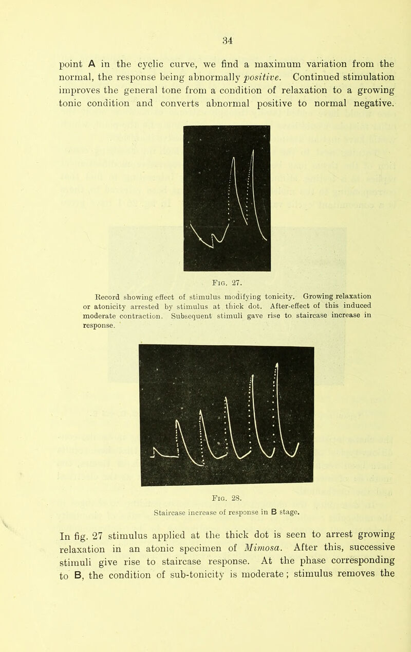 point A in the c3'clic curve, we find a maximum variation from the normal, the response being abnormally positive. Continued stimulation improves the general tone from a condition of relaxation to a growing tonic condition and converts abnormal positive to normal negative. Fig. 27. Record showing effect of stimulus modifying tonicity. Growing relaxation or atonicity arrested by stimulus at thick dot. After-effect of this induced moderate contraction. Subsequent stimuli gave rise to staircase increase in response. Fig. 28. Staircase increase of response in B stage. In fig. 27 stimulus applied at the thick dot is seen to arrest growing relaxation in an atonic specimen of Mimosa. After this, successive stimuli give rise to staircase response. At the phase corresponding to B, the condition of suh-tonicity is moderate; stimulus removes the