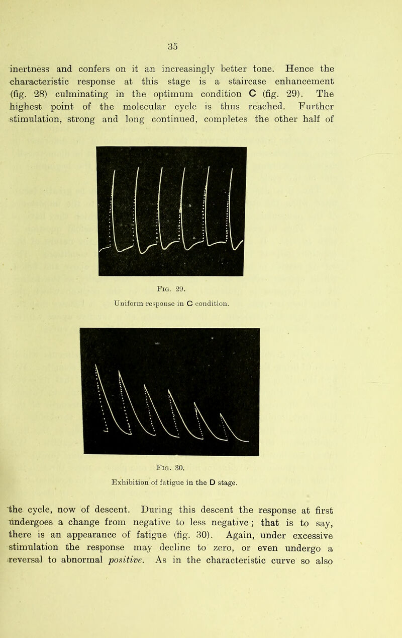 inertness and confers on it an increasingly better tone. Hence the characteristic response at this stage is a staircase enhancement (fig. 28) culminating in the optimum condition C (fig. 29). The highest point of the molecular cycle is thus reached. Further stimulation, strong and long continued, completes the other half of Tig. 29. Uuifonn response in C condition. Fig. .30. Exhibition of fatigue in the D stage. the cycle, now of descent. During this descent the response at first undergoes a change from negative to less negative; that is to say, there is an appearance of fatigue (fig. 30). Again, under excessive stimulation the response may decline to zero, or even undergo a reversal to abnormal positive. As in the characteristic curve so also