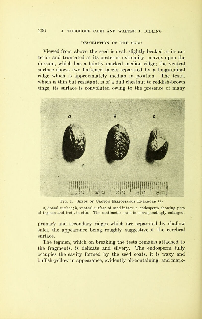 DESCRIPTION OF THE SEED Viewed from above the seed is oval, slightly beaked at its an- terior and truncated at its posterior extremity, convex upon the dorsum, which has a faintly marked median ridge; the ventral surface shows two flattened facets separated by a longitudinal ridge which is approximately median in position. The testa, which is thin but resistant, is of a dull chestnut to reddish-brown tinge, its surface is convoluted owing to the presence of many Fig. 1. Seeds of Croton Elliotianus Enlarged (f) o, dorsal surface; b, ventral surface of seed intact; c, endosperm showing part of tegmen and testa in situ. The centimeter scale is correspondingly enlarged. primary and secondary ridges which are separated by shallow sulci, the appearance being roughly suggestive of the cerebral surface. The tegmen, which on breaking the testa remains attached to the fragments, is delicate and silvery. The endosperm fully occupies the cavity formed by the seed coats, it is waxy and buffish-yellow in appearance, evidently oil-containing, and mark-