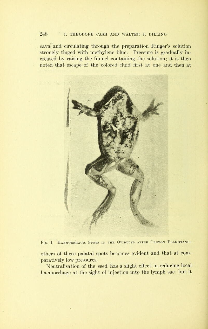 cava and circulating through the preparation Ringer’s solution strongly tinged with methylene blue. Pressure is gradually in- creased by raising the funnel containing the solution; it is then noted that escape of the colored fluid first at one and then at Fig. 4. Haemorrhagic Spots in the Oviducts after Croton Elliotianus others of these palatal spots becomes evident and that at com- paratively low pressures. Neutralisation of the seed has a slight effect in reducing local haemorrhage at the sight of injection into the lymph sac; but it