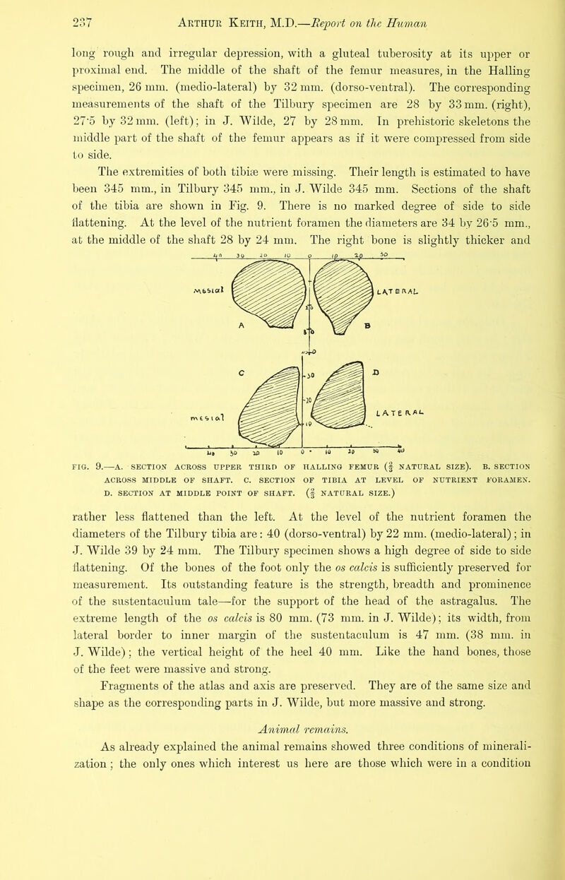 long rough and irregular depression, with a gluteal tuberosity at its upper or proximal end. The middle of the shaft of the femur measures, in the Hailing specimen, 26 mm. (medio-lateral) by 32 mm. (dorso-ventral). The corresponding measurements of the shaft of the Tilbury specimen are 28 by 33 mm. (right), 27'5 by 32mm. (left); in J. Wilde, 27 by 28mm. In prehistoric skeletons the middle part of the shaft of the femur appears as if it were compressed from side to side. The extremities of both tibiae were missing. Their length is estimated to have been 345 mm., in Tilbury 345 mm., in J. Wilde 345 mm. Sections of the shaft of the tibia are shown in Fig. 9. There is no marked degree of side to side battening. At the level of the nutrient foramen the diameters are 34 by 26'5 mm., at the middle of the shaft 28 by 24 mm. The right bone is slightly thicker and FIG. 9.—A. SECTION ACROSS UPPER TUIRU OF HAULING FEMUR (f NATURAL SIZE). B. SECTION ACROSS MIDDLE OF SHAFT. C. SECTION OF TIBIA AT LEVEL OF NUTRIENT FORAMEN. D. SECTION AT MIDDLE POINT OF SHAFT. (f NATURAL SIZE.) rather less flattened than the left. At the level of the nutrient foramen the diameters of the Tilbury tibia are: 40 (dorso-ventral) by 22 mm. (medio-lateral); in •J. Wilde 39 by 24 mm. The Tilbury specimen shows a high degree of side to side flattening. Of the bones of the foot only the os calcis is sufficiently preserved for measurement. Its outstanding feature is the strength, breadth and prominence of the sustentaculum tale—for the support of the head of the astragalus. The extreme length of the os calcis is 80 mm. (73 mm. in J. Wilde); its width, from lateral border to inner margin of the sustentaculum is 47 mm. (38 mm. in J. Wilde); the vertical height of the heel 40 mm. Like the hand bones, those of the feet were massive and strong. Fragments of the atlas and axis are preserved. They are of the same size and shape as the corresponding parts in J. Wilde, but more massive and strong. Animal remains. As already explained the animal remains showed three conditions of minerali- zation ; the only ones which interest us here are those which were in a condition