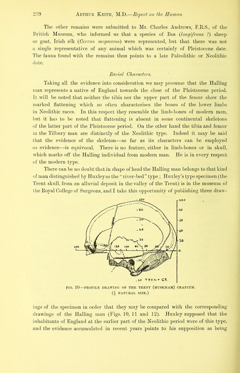 The other remains were submitted to Mr. Charles Andrews, F.K.S., of the British Museum, who informed us that a species of Bos {longifrons ?) sheep or goat, Irish elk {Gervua mcgaceros) were represented, but that there was not a single representative of any animal which was certainly of Pleistocene date. The fauna found with the remains thus points to a late Paleolithic or Neolithic date. Racial Characters. Taking all the evidence into consideration we may presume that the Hailing man represents a native of England towards the close of the Pleistocene period. It will be noted that neither the tibia nor the upper part of the femur show the marked flattening which so often characterises the bones of the lower limbs in Neolithic races. In this respect they resemble the limb-bones of modern men, but it has to be noted that flattening is absent in some continental skeletons of the latter part of the Pleistocene period. On the other hand the tibia and femur in the Tilbury man are distinctly of the Neolithic type. Indeed it may be said that the evidence of the skeleton—so far as its characters can be employed as evidence—is erpiivocal. There is no feature, either in limb-bones or in skull, which marks off the Hailing individual from modern man. He is in every respect of the modern type. There can be no doubt that in shape of head the Hailing man belongs to that kind of man distinguished by Huxley as the “river-bed” type ; Huxley’s type specimen (the Trent skull, from an alluvial deposit in the valley of the Trent) is in the museum of the Koyal College of Surgeons, and I take this opportunity of publishing three draw- no. 10—PROFILE DRAWING OF THE TRENT (mUSKHAM) CRANIUM. NATURAL SIZE.) ings of the specimen in order that they may be compared with the corresponding drawings of the Hailing man (Figs. 10, 11 and 12). Huxley supposed that the inhabitants of England at the earlier part of the Neolithic period were of this type, and the evidence accumulated in recent years points to his supposition as being