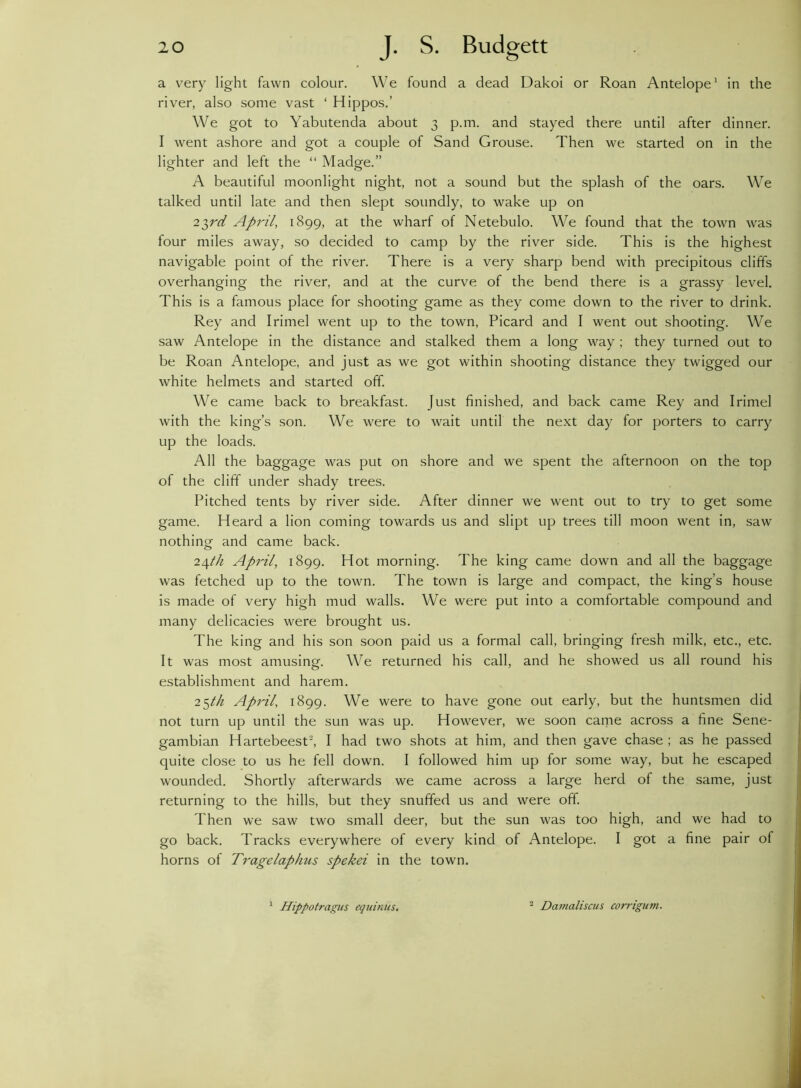 a very light fawn colour. We found a dead Dakoi or Roan Antelope1 in the river, also some vast ‘ Hippos.’ We got to Yabutenda about 3 p.m. and stayed there until after dinner. I went ashore and got a couple of Sand Grouse. Then we started on in the lighter and left the “ Madge.” A beautiful moonlight night, not a sound but the splash of the oars. We talked until late and then slept soundly, to wake up on 2$rd April, 1899, at the wharf of Netebulo. We found that the town was four miles away, so decided to camp by the river side. This is the highest navigable point of the river. There is a very sharp bend with precipitous cliffs overhanging the river, and at the curve of the bend there is a grassy level. This is a famous place for shooting game as they come down to the river to drink. Rey and Irimel went up to the town, Picard and I went out shooting. We saw Antelope in the distance and stalked them a long way ; they turned out to be Roan Antelope, and just as we got within shooting distance they twigged our white helmets and started off. We came back to breakfast. Just finished, and back came Rey and Irimel with the king’s son. We were to wait until the next day for porters to carry up the loads. All the baggage was put on shore and we spent the afternoon on the top of the cliff under shady trees. Pitched tents by river side. After dinner we went out to try to get some game. Heard a lion coming towards us and slipt up trees till moon went in, saw nothing and came back. 24th April, 1899. Hot morning. The king came down and all the baggage was fetched up to the town. The town is large and compact, the king’s house is made of very high mud walls. We were put into a comfortable compound and many delicacies were brought us. The king and his son soon paid us a formal call, bringing fresh milk, etc., etc. It was most amusing. We returned his call, and he showed us all round his establishment and harem. 25th April, 1899. We were to have gone out early, but the huntsmen did not turn up until the sun was up. However, we soon came across a fine Sene- gambian Hartebeest, I had two shots at him, and then gave chase ; as he passed quite close to us he fell down. I followed him up for some way, but he escaped wounded. Shortly afterwards we came across a large herd of the same, just returning to the hills, but they snuffed us and were off. Then we saw two small deer, but the sun was too high, and we had to go back. Tracks everywhere of every kind of Antelope. I got a fine pair of horns of Tragelapkus spekei in the town. 1 Hippotragiis equinus. 2 Damaliscus corrigum.