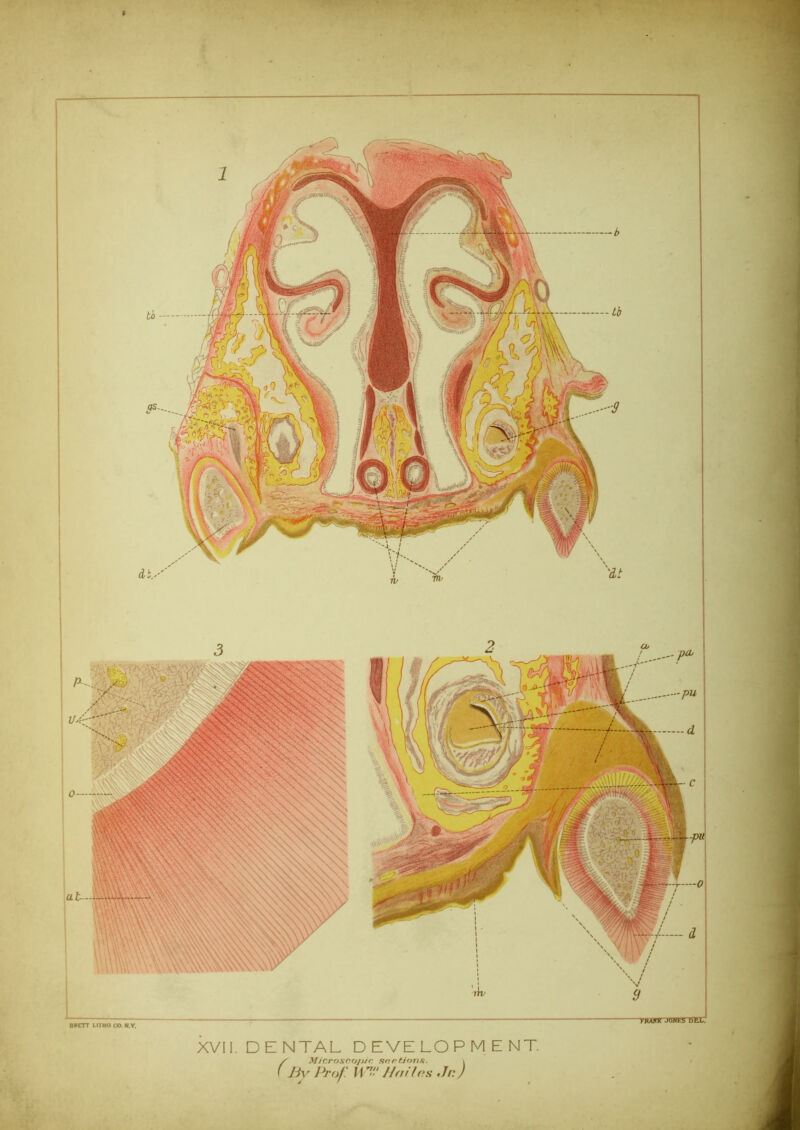 TWHUTJOHESTSII XVII. DENTAL DEVELOPMENT. ( By Prof'. Itn Ha Has Jr.) -