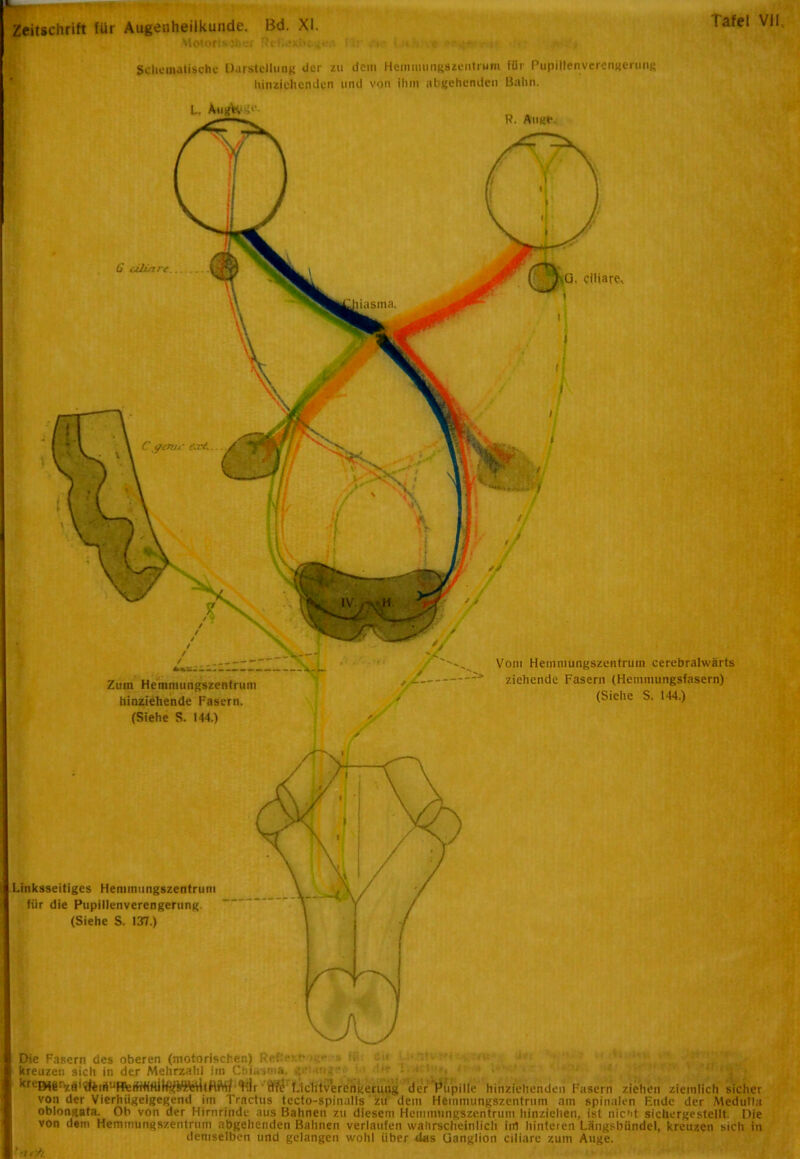 Zeitschrift für Augenheilkunde. Bd. XI. MOtäilMfc«r tlr .'•« c ■•■***,■ r T t Schematische Darstellung der zu dem Hemmungszeiitrum für Pupillenverengerung hinziehenden und von Ihm abgehenden Bahn. Die Fasern des oberen (motorischen) Ref>-^ 1 11 kreuzen sich in der Mehrzahl im Cbiusma. • 1 1 '< ' **rcIM6;zo1 '«ftiä’-'HV:rfiKtiiIfif WlrilttttW Ifii rlfe Lichtverengerung der Pupille hinziehenden Fasern ziehen ziemlich sicher von der VierhUgeigcgcnd im Tractus tccto-spinalls zu dem Hemmungszentrum am spinalen Ende der Mednlla oblongata. Ob von der Hirnrinde aus Bahnen zu diesem Hemmungszentrum liinzichen, ist nicht sichergestellt. Die von dem Hemmungszentrum abgehenden Bahnen verlaufen wahrscheinlich iul hinteren Längsbündel, kreuzen sich in demselben und gelangen wohl über das Ganglion ciliare zum Auge. ' ’t t'/i
