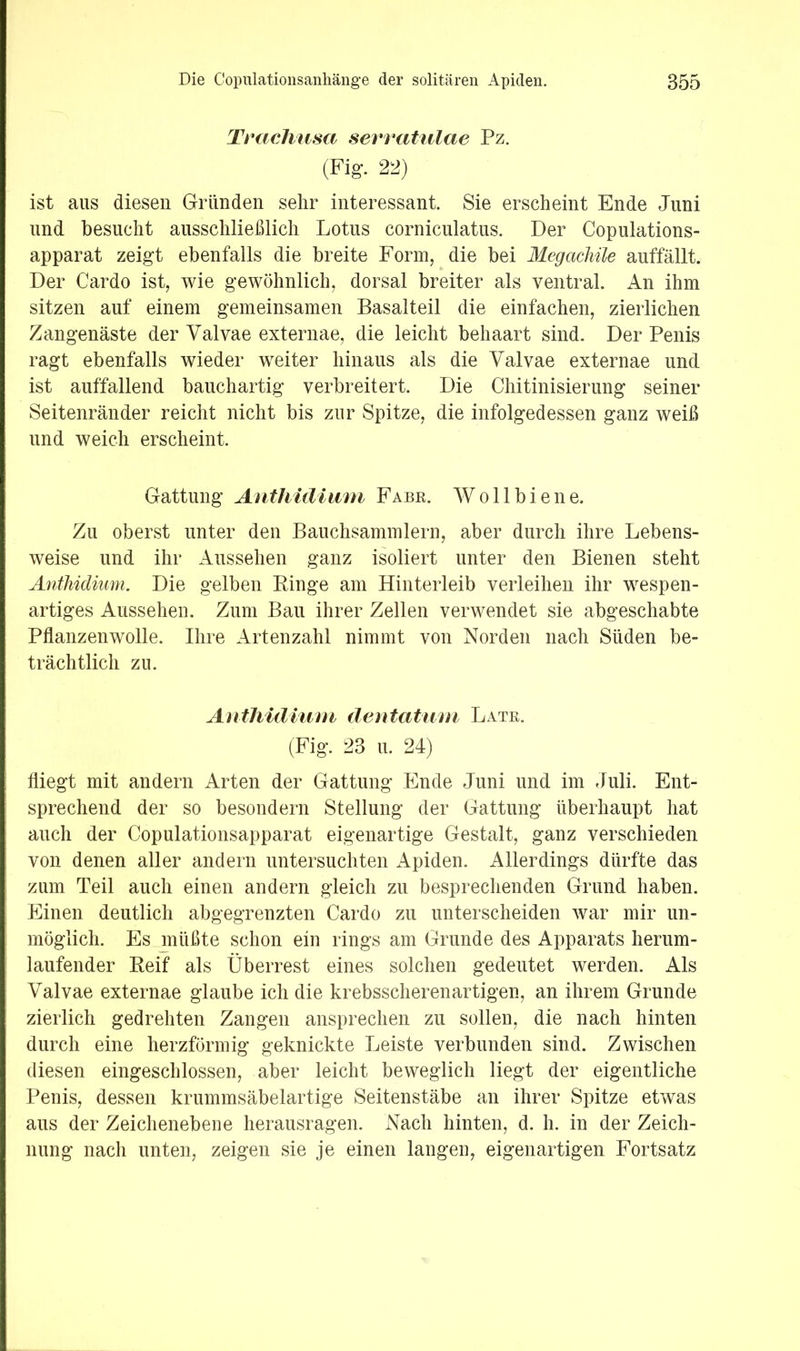 Trachusa sevvatulae Pz. (Fig-. 2-1) ist aus diesen Gründen sehr interessant. Sie erscheint Ende Juni und besucht ausschließlich Lotus corniculatus. Der Copulations- apparat zeigt ebenfalls die breite Form, die bei Megacliüe auffällt. Der Cardo ist, wie gewöhnlich, dorsal breiter als ventral. An ihm sitzen auf einem gemeinsamen Basalteil die einfachen, zierlichen Zangenäste der Yalvae externae, die leicht behaart sind. Der Penis ragt ebenfalls wieder weiter hinaus als die Valvae externae und ist auffallend bauchartig verbreitert. Die Chitinisierung seiner Seitenränder reicht nicht bis zur Spitze, die infolgedessen ganz weiß und weich erscheint. Gattung Anthidimn Fabe. W o 11 b i e n e. Zu oberst unter den Bauchsammlern, aber durch ihre Lebens- weise und ihr Aussehen ganz isoliert unter den Bienen steht Anthidimn. Die gelben Kinge am Hinterleib verleihen ihr wespen- artiges Aussehen. Zum Bau ihrer Zellen verwendet sie abgeschabte Pflanzenwolle. Ihre Artenzahl nimmt von Norden nach Süden be- trächtlich zu. Antliidiiim dentatimi Late. (Fig. 23 u. 24) fliegt mit andern Arten der Gattung Ende Juni und im Juli. Ent- sprechend der so besondern Stellung der Gattung überhaupt hat auch der Copulationsapparat eigenartige Gestalt, ganz verschieden von denen aller andern untersuchten ilpiden. Allerdings dürfte das zum Teil auch einen andern gleich zu besprechenden Grund haben. Einen deutlich abgegrenzten Cardo zu unterscheiden war mir un- möglich. Es müßte schon ein rings am Grunde des Apparats herum- laufender Eeif als Überrest eines solchen gedeutet werden. Als Valvae externae glaube ich die krebsscherenartigen, an ihrem Grunde zierlich gedrehten Zangen ansprechen zu sollen, die nach hinten durch eine herzförmig geknickte Leiste verbunden sind. Zwischen diesen eingeschlossen, aber leicht beweglich liegt der eigentliche Penis, dessen krummsäbelartige Seitenstäbe an ihrer Spitze etwas aus der Zeichenebene herausragen. Nach hinten, d. h. in der Zeich- nung nach unten, zeigen sie je einen langen, eigenartigen Fortsatz