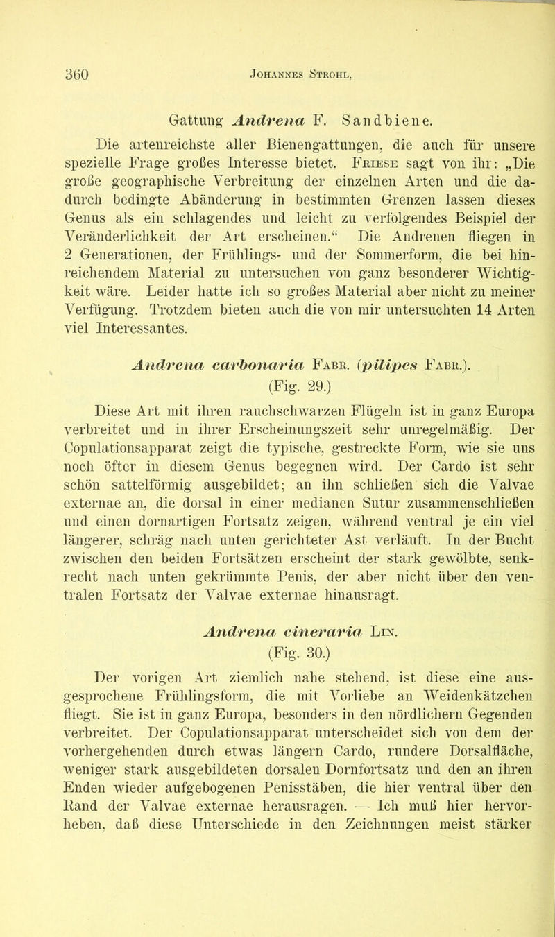 Gattung- Andrena F. Saud biene. Die artenreichste aller Bienengattungen, die auch für unsere spezielle Frage großes Interesse bietet. Feiese sagt von ihr: „Die große geographische Verbreitung der einzelnen Arten und die da- durch bedingte Abänderung in bestimmten Grenzen lassen dieses Genus als ein schlagendes und leicht zu verfolgendes Beispiel der Veränderlichkeit der Art erscheinen.“ Die Andrenen fliegen in 2 Generationen, der Frühlings- und der Sommerform, die bei hin- reichendem Material zu untersuchen von ganz besonderer Wichtig- keit wäre. Leider hatte ich so großes Material aber nicht zu meiner Verfügung. Trotzdem bieten auch die von mir untersuchten 14 Arten viel Interessantes. Andrena eavhonaria Fabe. {pillpes Fabe.). (Fig. 29.) Diese Art mit ihren rauchschwarzen Flügeln ist in ganz Europa verbreitet und in ihrer Erscheinungszeit sehr unregelmäßig. Der Copulationsapparat zeigt die typische, gestreckte Form, wie sie uns noch öfter in diesem Genus begegnen wird. Der Cardo ist sehr schön sattelförmig ausgebildet; an ihn schließen sich die Valvae externae an, die dorsal in einer medianen Sutur zusammenschließen und einen dornartigen Fortsatz zeigen, während ventral je ein viel längerer, schräg nach unten gerichteter Ast verläuft. In der Bucht zwischen den beiden Fortsätzen erscheint der stark gewölbte, senk- recht nach unten gekrümmte Penis, der aber nicht über den ven- tralen Fortsatz der Valvae externae hinausragt. Andrena, eineraria, Lin. (Fig. 30.) Der vorigen Art ziemlich nahe stehend, ist diese eine aus- gesprochene Frühlingsform, die mit Vorliebe an Weidenkätzchen fliegt. Sie ist in ganz Europa, besonders in den nördlichem Gegenden verbreitet. Der Copulationsapparat unterscheidet sich von dem der vorhergehenden durch etwas längern Cardo, rundere Dorsalfläche, weniger stark ausgebildeten dorsalen Dornfortsatz und den an ihren Enden wieder aufgebogenen Penisstäben, die hier ventral über den Eand der Valvae externae herausragen. — Ich muß hier hervor- heben, daß diese Unterschiede in den Zeichnungen meist stärker