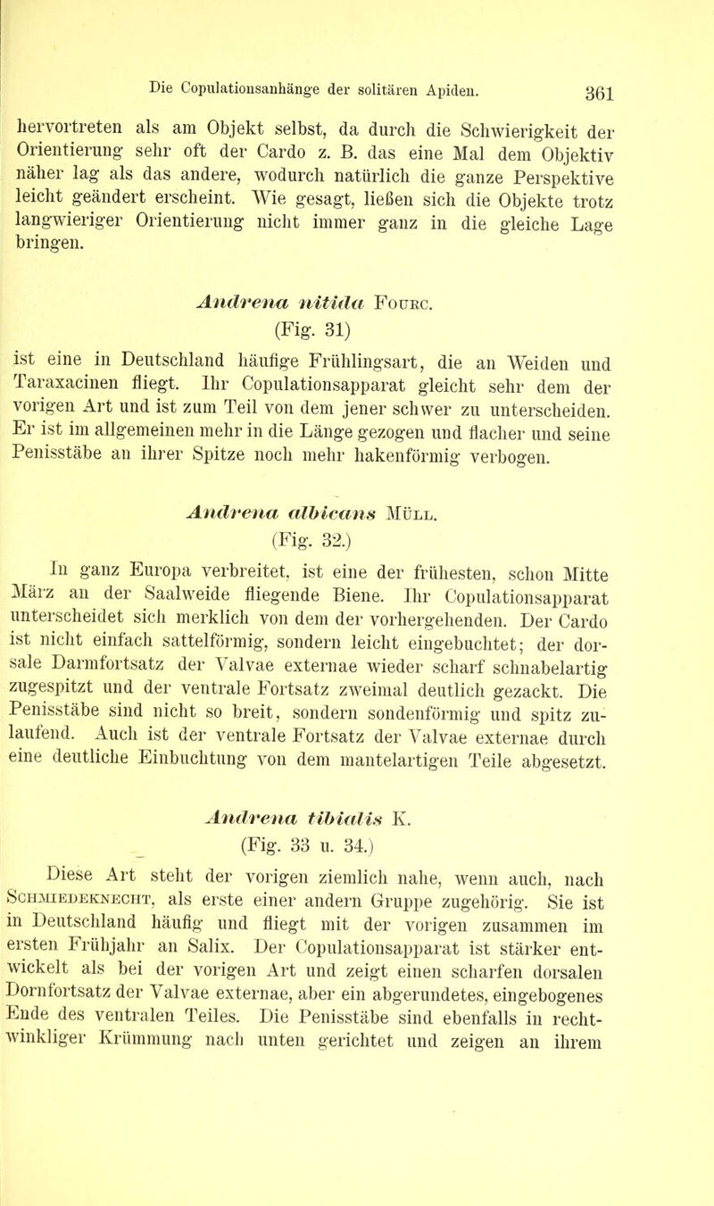hervortreten als am Objekt selbst, da durch die Schwierigkeit der Orientierung sehr oft der Cardo z. B. das eine Mal dem Objektiv näher lag als das andere, wodurch natürlich die ganze Perspektive leicht geändert erscheint. Wie gesagt, ließen sich die Objekte trotz langwieriger Orientierung nicht immer ganz in die gleiche Lage bringen. Andrena nitida Fouec. (Fig. 31) ist eine in Deutschland häufige Frühlingsart, die an Weiden und Taraxacinen fliegt. Ihr Copulationsapparat gleicht sehr dem der vorigen Art und ist zum Teil von dem jener schwer zu unterscheiden. Er ist im allgemeinen mehr in die Länge gezogen und flacher und seine Penisstäbe an ihrer Spitze noch mehr hakenförmig verbogen. Andrena albicans Müll. (Fig. 32.) ln ganz Europa verbreitet, ist eine der frühesten, schon Mitte März an der Saalweide fliegende Biene. Ihr Copulationsapparat unterscheidet sich merklich von dem der vorhergehenden. Der Cardo ist nicht einfach sattelförmig, sondern leicht eingebuchtet; der dor- sale Darmfortsatz der Valvae externae wieder scharf schnabelartig zugespitzt und der ventrale Fortsatz zweimal deutlich gezackt. Die Penisstäbe sind nicht so breit, sondern sondenförmig und spitz zu- lautend. Auch ist der ventrale Fortsatz der Valvae externae durch eine deutliche Einbuchtung von dem mantelartigen Teile abgesetzt. Andrena tibialis K. (Fig. 33 u. 34.) Diese Art steht der vorigen ziemlich nahe, wenn auch, nach Schmiedeknecht, als erste einer andern Gruppe zugehörig. Sie ist in Deutschland häufig und fliegt mit der vorigen zusammen im ersten Frühjahr an Salix. Der Copulationsapparat ist stärker ent- wickelt als bei der vorigen Art und zeigt einen scharfen dorsalen Dornfortsatz der Valvae externae, aber ein abgerundetes, eingebogenes Ende des ventralen Teiles. Die Penisstäbe sind ebenfalls in recht- winkliger Krümmung nach unten gerichtet und zeigen an ihrem