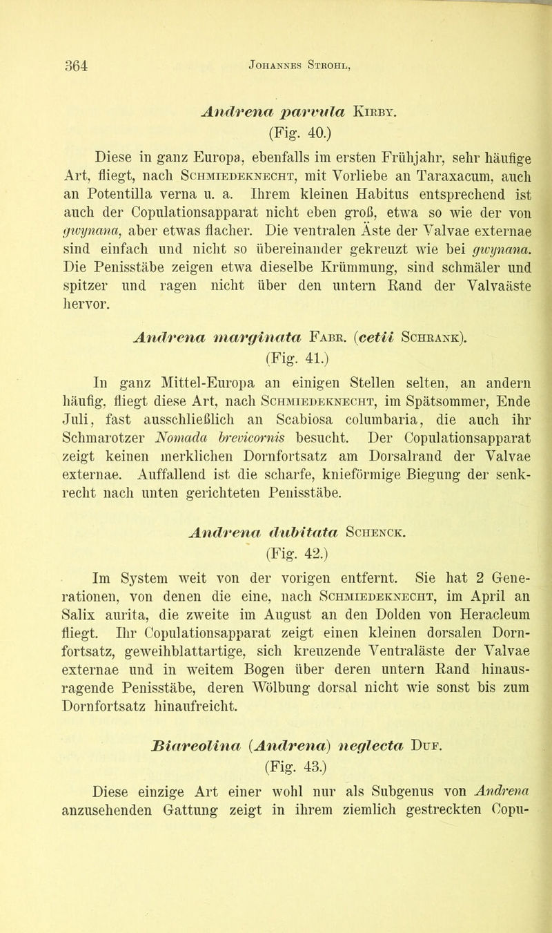 Anärena parvula Kirby. (Fig. 40.) Diese in ganz Europa, ebenfalls im ersten Frühjahr, sehr häufige Art, fliegt, nach Schmiedeknecht, mit Vorliebe an Taraxacum, auch an Potentilla verna u. a. Ihrem kleinen Habitus entsprechend ist auch der Copulationsapparat nicht eben groß, etwa so wie der von givynana, aber etwas flacher. Die ventralen Äste der Yalvae externae sind einfach und nicht so übereinander gekreuzt wie bei givynana. Die Penisstäbe zeigen etwa dieselbe Krümmung, sind schmäler und spitzer und ragen nicht über den untern Kand der Valvaäste hervor. Anärena niavfßinata Fabe. icetii Schrank). (Fig. 41.) In ganz Mittel-Europa an einigen Stellen selten, an andern häufig, fliegt diese Art, nach Schmiedeknecht, im Spätsommer, Ende Juli, fast ausschließlich an Scabiosa columbaria, die auch ihr Schmarotzer Nomada hrevicornis besucht. Der Copulationsapparat zeigt keinen merklichen Dornfortsatz am Dorsalrand der Valvae externae. Auffallend ist die scharfe, knieförmige Biegung der senk- recht nach unten gerichteten Penisstäbe. Anärena äuhitata Schenck. (Fig. 42.) Im System weit von der vorigen entfernt. Sie hat 2 Gene- rationen, von denen die eine, nach Schmiedeknecht, im April an Salix aurita, die zweite im August an den Dolden von Heracleum fliegt. Ihr Copulationsapparat zeigt einen kleinen dorsalen Dorn- fortsatz, geweihblattartige, sich kreuzende Ventraläste der Valvae externae und in weitem Bogen über deren untern Kand hinaus- ragende Penisstäbe, deren Wölbung dorsal nicht wie sonst bis zum Dornfortsatz hinaufreicht. Biareolina {Anärena) neglecta^ Düe. (Fig. 43.) Diese einzige Art einer wohl nur als Subgenus von Anärena anzusehenden Gattung zeigt in ihrem ziemlich gestreckten Copu-