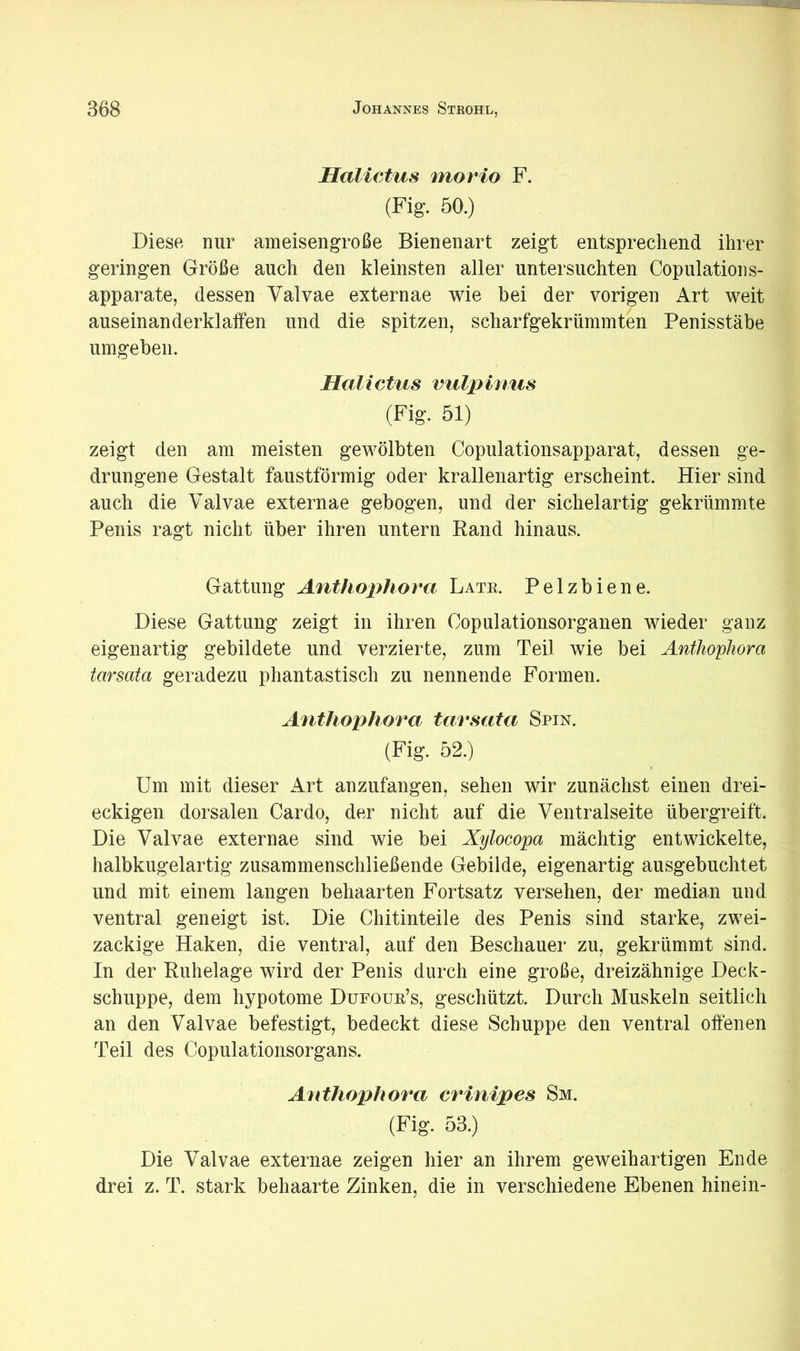 Halictus morio F. (Fig. 50.) Diese nur ameisengroße Bienenart zeigt entsprechend ihrer geringen Größe auch den kleinsten aller untersuchten Copulations- apparate, dessen Valvae externae wie bei der vorigen Art weit auseinanderklaffen und die spitzen, scharfgekrümmten Penisstäbe umgeben. Halictus vulpinus (Fig. 51) zeigt den am meisten gewölbten Copulationsapparat, dessen ge- drungene Gestalt faustförmig oder krallenartig erscheint. Hier sind auch die Valvae externae gebogen, und der sichelartig gekrümmte Penis ragt nicht über ihren untern Rand hinaus. Gattung Anthophora Late. Pelzbiene. Diese Gattung zeigt in ihren Copulationsorganen wieder ganz eigenartig gebildete und verzierte, zum Teil wie bei Anthophora tarsata geradezu phantastisch zu nennende Formen. Anthophora tarsata Spin. (Fig. 52.) Um mit dieser Art anzufangen, sehen wir zunächst einen drei- eckigen dorsalen Cardo, der nicht auf die Ventralseite übergreift. Die Valvae externae sind wie bei Xylocopa mächtig entwickelte, halbkugelartig zusammenschließende Gebilde, eigenartig ausgebuchtet und mit einem langen behaarten Fortsatz versehen, der median und ventral geneigt ist. Die Chitinteile des Penis sind starke, zwei- zackige Haken, die ventral, auf den Beschauer zu, gekrümmt sind. In der Ruhelage wird der Penis durch eine große, dreizähnige Deck- schuppe, dem hypotome Düfoue’s, geschützt. Durch Muskeln seitlich an den Valvae befestigt, bedeckt diese Schuppe den ventral offenen Teil des Copulationsorgans. Afithophora crinipes Sm. (Fig. 53.) Die Valvae externae zeigen hier an ihrem geweihartigen Ende drei z. T. stark behaarte Zinken, die in verschiedene Ebenen hinein-