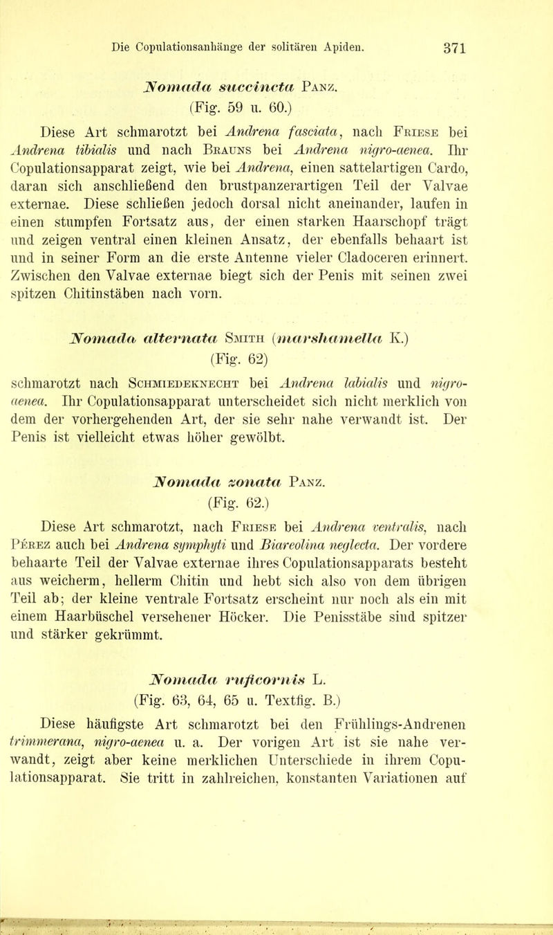 Nomada succincta Panz. (Fig*. 59 n. 60.) Diese Art schmarotzt hei Andrena fasciata, nach Friese bei Andrena tihialis und nach Brauns bei Andrena nigro-aenea. Ihr Copulationsapparat zeigt, wie bei Andrena, einen sattelartigen Cardo, daran sich anschließend den brustpanzerartigen Teil der Valvae externae. Diese schließen jedoch dorsal nicht aneinander, laufen in einen stumpfen Fortsatz aus, der einen starken Haarschopf trägt und zeigen ventral einen kleinen Ansatz, der ebenfalls behaart ist und in seiner Form an die erste Antenne vieler Cladoceren erinnert. Zwischen den Valvae externae biegt sich der Penis mit seinen zwei spitzen Chitinstäben nach vorn. Nomada alternata Smith {marshaniella K.) (Fig. 62) schmarotzt nach Schmiedeknecht bei Andrena labialis und nigro- aenea. Ihr Copulationsapparat unterscheidet sich nicht merklich von dem der vorhergehenden Art, der sie sehr nahe verwandt ist. Der Penis ist vielleicht etwas höher gewölbt. iNomada zonata Panz. (Fig. 62.) Diese Art schmarotzt, nach Friese bei Andrena ventralis, nach Perez auch bei Andrena symphyti und Biareolina negleda. Der vordere behaarte Teil der Valvae externae ihres Copulatiousapparats besteht aus weicherm, hellerm Chitin und hebt sich also von dem übrigen Teil ab; der kleine ventrale Fortsatz erscheint nur noch als ein mit einem Haarbüschel versehener Höcker. Die Penisstäbe sind spitzer und stärker gekrümmt. JSfomada vuflcorniH L. (Fig. 63, 64, 65 u. Textfig. B.) Diese häufigste Art schmarotzt bei den Frühlings-Andrenen trimmerana, nigro-aenea u. a. Der vorigen x4rt ist sie nahe ver- wandt, zeigt aber keine merklichen Unterschiede in ihrem Copu- lationsapparat. Sie tritt in zahlreichen, konstanten Variationen auf