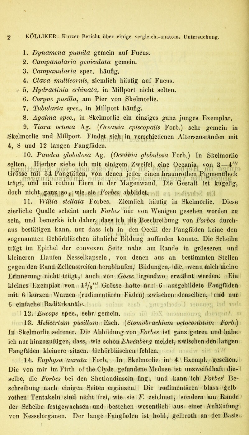 1. Dynamena pumila gemein auf Fucus. 2. Campanularia geniculata gemein. 3. Campanularia spec, haufig. 4. Clava multicornis, ziemlich haufig auf Fucus. 5. Hydractinia echinata, in Millport nicht selten. 6. Coryne pusilla, am Pier von Skelmorlie. 7. Tubularia spec., in Millport haufig. 8. Agalma spec., in Skelmorlie ein einziges ganz junges Exemplar. 9. Tiara octona Ag. (Oceania cpiscopalis Forb.) selir gemein in Skelmorlie und Millport. Findet ^jch in verschiedenen Alterszustanden mit 4, 8 und 12 langen Fangfaden. 10. Pandea globulosa Ag. (Oceania globulosa Forb.) In Skelmorlie selten. Hierher ziehe ich mit einigem Zweifel eine Oceania: von 3 — 4/ Grbsse mit 34 Fangfaden, von denen jeder einen braunrothen Pigmentfleck tra'gt, und mit rothen Eiern in der Magenwand. Die Gestalt ist kugelig, doch nicht ganz so, wie sie Forbes abbildet. 11. Willia stellata Forbes. Ziemlich haufig in Skelmorlie. Diese zierliche Qualle scheint nach Forbes nur von Wenigen geselien worden zu sein, und bemerke ich daher, dass ich die Beschreibung von Forbes durch- aus bestiitigen kann, nur dass ich in den Ocelli der Fangfaden keine den sogenannten Gehorblaschen ahnlicne Bildung auffinden konnte. Die Scheibe tragt im Epithel der convexen Seite nalie am Rande in grosseren und kleineren Haufen Nesselkapseln, von denen aus an bestimmten Stellen gegen den Rand Zellenstreifen herablaufen, Bildungen, die, wenn mich meine Erinnerung nicht triigt, auch von Gosse irgendwo erwahnt werden. Ein kleines Exemplar von 1 Grosse hatte nur 6 ausgebildete Fangfaden mit 6 kurzen Warzen (rudimentaren Fiidert) zwischen denselben, und nur 6 einfache Radiarkanale. 12. Eucope spec., sehr gemein. 13. Melicertum pusillum Esch. (Stomobrachium octocosiatum Forb.) In Skelmorlie seltener. Die Abbildung von Forbes ist ganz getreu und habe ich nur hinzuzufiigen, dass, wie schon Ehrenberg meldet, zwischen den langen Fangfaden kleinere sitzen. Gehorblaschen fehlen. 14. Euphysa aurata Forb. In Skelmorlie in 4 Exempl. geselien. Die von mir im Firth of the Clyde gefundene Meduse ist unzweifelhaft die- selbe, die Forbes bei den Shetlandinseln fing, und kann ich Forbes' Be- schreibung nach einigen Seiten erganzen. Die rudimentaren blass gelb- rothen Tentakeln sind nicht frei, wie sie F. zeichnet, sondern am Rande der Scheibe festgewachsen und bestehen wesentlich aus einer Anhaufung von Nesselorganen. Der lange Fangfaden ist hohl, gelbroth an der Basis