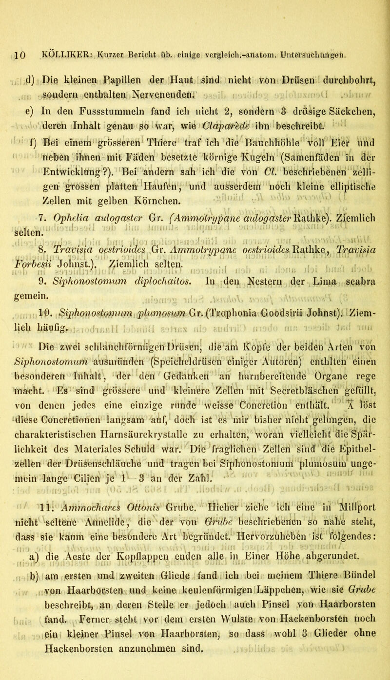 d) Die kleinen Papillen der Haut sind nicht von Driisen durchbohrt, sondern entbalten Nervenenden. e) In den Fussstummeln fand ich nicht 2, sondern 3 drusige Sackchen, deren Inhalt genau so war, wie Clajpa/rede ihn beschreibt. f) Bei einem grosSeren Thierc traf ich die Bauchhohle toll Eier und neben ihnen mit Faden besetzte kornige Kugeln (Samenfaden in der Entwicklttng?). Bei andern sah ich die von Cl. beschriebenen zelli- geri grossen platten Haufen, und ausserdern nocli kleine elliptische Zellen mit gelben Kornchen. 7. Ophelia aulogaster Gr. (Ammotrypane aulogaster Eathke). Ziemlich selten. 8. Travisia oestrioides Gri*. Ammotrypane oestrioides Rathke, Trcivisia Forbesii Johnst.). Ziemlich selten. 9. Siphonostomum diplochaitos. In den Nestern der Lima scabra gemein. 10. Siphonostomum plumosum Gr. (Trophonia Goodsirii Johnst): Ziem- lich hiiufig. Die zwei schlauchfbrniigen Driisen, die am ICopfe der beiden Arten von Siphonostomum ausmiinden (Speicheldrtisen cinigcr Autoren) enthlten einen besonderen Inhalt, der den Gedankeit an harnbereitende Organe rege macht. Es sind grbsserc und kleinerc Zellen mit Secretblaschen gefiillt, von denen jedcs eine einzige rnnde weisse Concretion enthiilt. \ lost . ■ V . , v | p diese Concretionen langsam auf, doch ist es mir bisher nicht gelungen, die charakteristischen Harnsaurekrystalle zu erhalten, woran vielleicht die Spar- lichkeit des Materiales Schuld war. Die fraglichen Zellen sind die Epithel- zellen der Driisenschlauche und tragcn bei Siphonostomum plumosum unge- mein lange Cilien je 1—3 hn der Zahl. 11. Ammochares Ottonis Grube. Hieher ziehe ich eine in Millport nicht seltenc Annelide, die der von Grilbe beschriebenen so nahe steht, dass sie kaum eine besondere Art begriindet. Hervorzuheben ist folgendes: a) die Aeste der Kopflappen enden alle in Einer Hohe abgerundet. b) am ersten und zweiten Gliede fand ich bei meinem Thiere Biindel von Haarborsten und keine keuienformigen Lappchen, wie sie Grube beschreibt, an deren Stelle er jedocli auch Pinsel von Haarborsten fand. Ferner steht vor dern ersten Wulste von Hackenborsten noch ein kleiner Pinsel von Haarborsten, so dass wohl 3 Glieder ohne Hackenborsten anzunelimen sind.