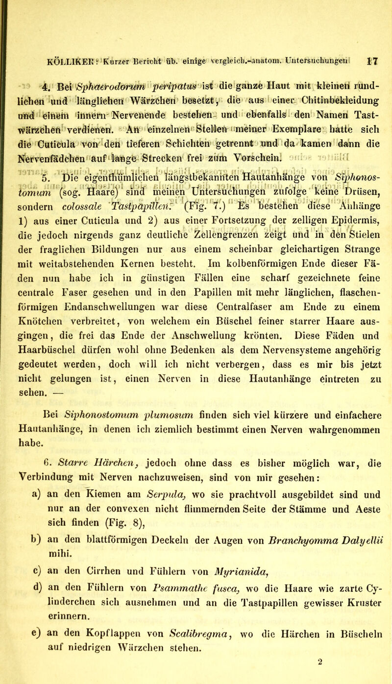 4. Bei Sphaerodorum peripatus ist die ganze Haut mit kleinen rund- lichen und langlichen Warzchen besetzt, die aus einer Ohitinbekleidung und dlftSitt innerir Nervenende bestehen und ebenfalls den Namen Tast- wiirzchcn verdienen. An einzelnen BteWen 1 meiner Exemplare hatte sicli die Cuticula von deii tieferen Schichteh’ getrennt und da kamen dann die Nervenfadchen auflange Strecken frei zum Vorschein. 5. Die eigenfliurniiclien langstbekannten Hautanhange von Siplwnos- Untersucli ungen zufolge keine Driisen, tomum (sog. Haare) sind meinen Untersucl sondern colossale TastpapiUerit (Fig. t.) TcistpapilTeri(Fig. T.) E's besteberi diese Aiihange 1) aus einer Cuticula und 2) aus einer Fortsetzung der zelligen Epidermis, die jedoch nirgends ganz deutliclie Zellengrenzen zeigt und in den Stielen der fraglichen Bildungen nur aus einem scheinbar gleichartigen Strange mit weitabstehenden Kernen besteht. Im kolbenformigen Ende dieser Fa- den nun habe ich in giinstigen Fallen eine scharf gezeichnete feine centrale Faser gesehen und in den Papillen mit mehr langlichen, flaschen- formigen Endanschwellungen war diese Centralfaser am Ende zu einem Knotchen verbreitet, von welchem ein Buschel feiner starrer Haare aus- gingen, die frei das Ende der Anschwellung kronten. Diese Faden und Haarbiischel diirfen wohl olme Bedenken als dem Nervensysteme angehorig gedeutet werden, doch will ich nicht verbergen, dass es mir bis jetzt nicht gelungen ist, einen Nerven in diese Hautanhange eintreten zu sehen. — Bei Siphonostomum plumosum finden sich viel kiirzere und einfachere Hautanhange, in denen ich ziemlich bestimmt einen Nerven wahrgenommen habe. 6. Starve Harchen, jedoch ohne dass es bisher moglich war, die Verbindung mit Nerven nachzuweisen, sind von mir gesehen: a) an den Kiemen am Serpulaj wo sie prachtvoll ausgebildet sind und nur an der convexen nicht flimmernden Seite der Stamme und Aeste sich finden (Fig. 8), b) an den blattformigen Deckeln der Augen von Branchyomma Dalyellii mihi. c) an den Cirrhen und Fiihlern von Myrianida, d) an den Fiihlern von Psammathe fusca, wo die Haare wie zarte Cy- linderchen sich ausnehmen und an die Tastpapillen gewisser Kruster erinnern. e) an den Kopflappen von Scalibregma, wo die Harchen in Biischeln auf niedrigen Warzchen stehen. 2