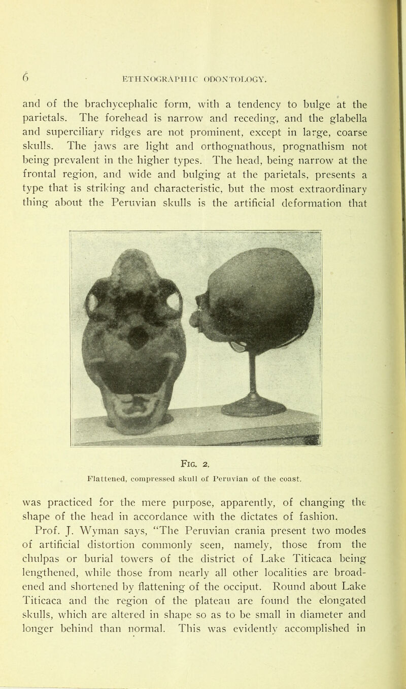 and of the brachycephalic form, with a tendency to bulge at the parietals. The forehead is narrow and receding, and the glabella and superciliary ridges are not prominent, except in large, coarse skulls. The jaws are light and orthognathous, prognathism not being prevalent in the higher types. The head, being narrow at the frontal region, and wide and bulging at the parietals, presents a type that is striking and characteristic, but the most extraordinary thing about the Peruvian skulls is the artificial deformation that Fig. 2. Flattened, compressed skull of Peruvian of the coast. was practiced for the mere purpose, apparently, of changing the shape of the head in accordance with the dictates of fashion. Prof. J. Wyman says, “The Peruvian crania present two modes of artificial distortion commonly seen, namely, those from the chulpas or burial towers of the district of Lake Titicaca being lengthened, while those from nearly all other localities are broad- ened and shortened by flattening of the occiput. Round about Lake Titicaca and the region of the plateau are found the elongated skulls, which are altered in shape so as to be small in diameter and longer behind than normal. This was evidently accomplished in