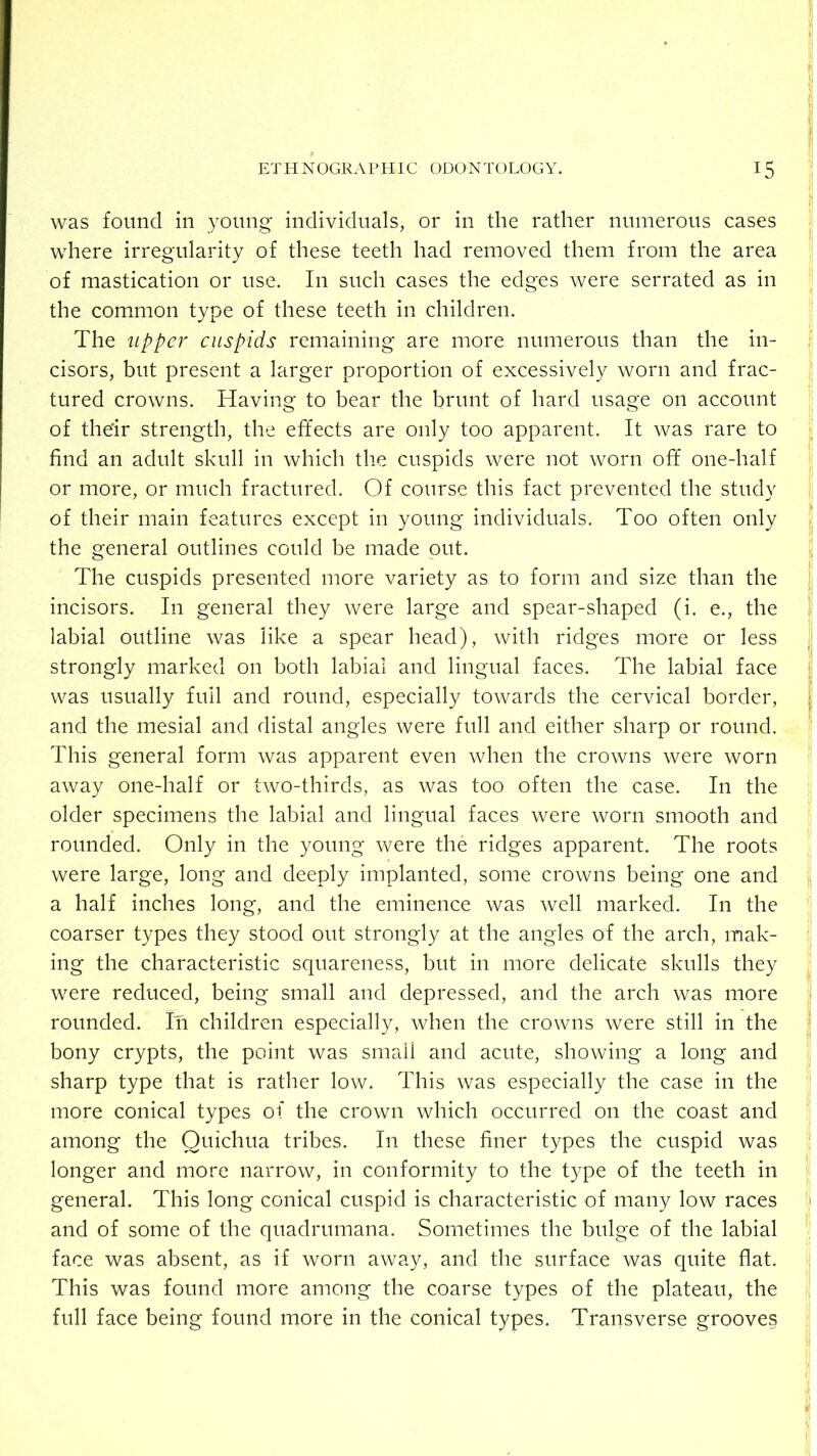 was found in young- individuals, or in the rather numerous cases where irregularity of these teeth had removed them from the area of mastication or use. In such cases the edges were serrated as in the common type of these teeth in children. The upper cuspids remaining are more numerous than the in- cisors, but present a larger proportion of excessively worn and frac- tured crowns. Having to bear the brunt of hard usage on account of thdr strength, the effects are only too apparent. It was rare to find an adult skull in which the cuspids were not worn off one-half or more, or much fractured. Of course this fact prevented the study of their main features except in young individuals. Too often only the general outlines could be made out. The cuspids presented more variety as to form and size than the incisors. In general they were large and spear-shaped (i. e., the labial outline was like a spear head), with ridges more or less strongly marked on both labial and lingual faces. The labial face was usually full and round, especially towards the cervical border, and the mesial and distal angles were full and either sharp or round. This general form was apparent even when the crowns were worn away one-half or two-thirds, as was too often the case. In the older specimens the labial and lingual faces were worn smooth and rounded. Only in the young were the ridges apparent. The roots were large, long and deeply implanted, some crowns being one and a half inches long, and the eminence was well marked. In the coarser types they stood out strongly at the angles of the arch, mak- ing the characteristic squareness, but in more delicate skulls they were reduced, being small and depressed, and the arch was more rounded. In children especially, when the crowns were still in the bony crypts, the point was small and acute, showing a long and sharp type that is rather low. This was especially the case in the more conical types of the crown which occurred on the coast and among the Quichua tribes. In these finer types the cuspid was longer and more narrow, in conformity to the type of the teeth in general. This long conical cuspid is characteristic of many low races and of some of the quadrumana. Sometimes the bulge of the labial face was absent, as if worn away, and the surface was quite flat. This was found more among the coarse types of the plateau, the full face being found more in the conical types. Transverse grooves