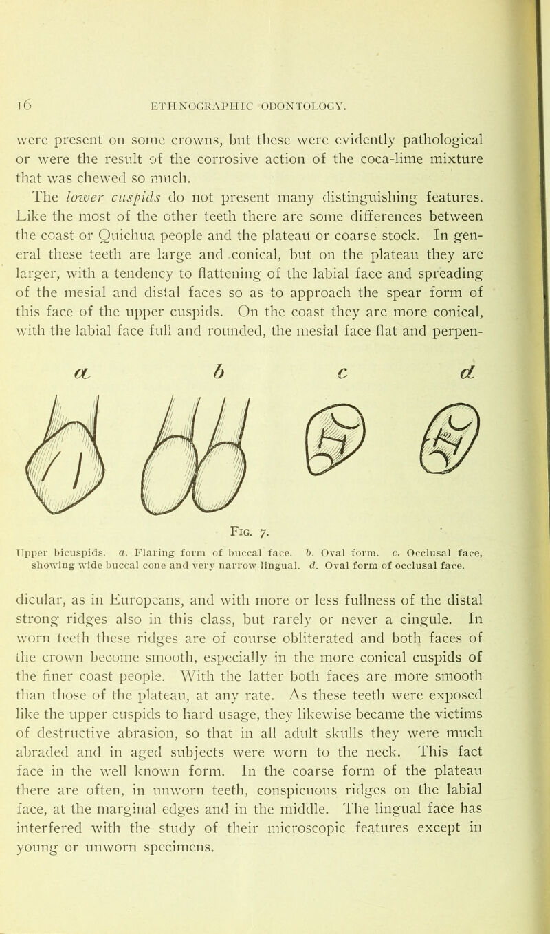 were present on some crowns, but these were evidently pathological or were the result of the corrosive action of the coca-lime mixture that was chewed so much. The lozver cuspids do not present many distinguishing features. Like the most of the other teeth there are some differences between the coast or Quichua people and the plateau or coarse stock. In gen- eral these teeth are large and conical, but on the plateau they are larger, with a tendency to flattening of the labial face and spreading of the mesial and distal faces so as to approach the spear form of this face of the upper cuspids. On the coast they are more conical, with the labial face full and rounded, the mesial face flat and perpen- Upper bicuspids, a. Flaring form of buccal face. b. Oval form. c. Occlusal face, showing wide buccal cone and very narrow lingual, d. Oval form of occlusal face. dicular, as in Europeans, and with more or less fullness of the distal strong ridges also in this class, but rarely or never a cingule. In worn teeth these ridges are of course obliterated and both faces of the crown become smooth, especially in the more conical cuspids of the finer coast people. With the latter both faces are more smooth than those of the plateau, at any rate. As these teeth were exposed like the upper cuspids to hard usage, they likewise became the victims of destructive abrasion, so that in all adult skulls they were much abraded and in aged subjects were worn to the neck. This fact face in the well known form. In the coarse form of the plateau there are often, in unworn teeth, conspicuous ridges on the labial face, at the marginal edges and in the middle. The lingual face has interfered with the study of their microscopic features except in young or unworn specimens.