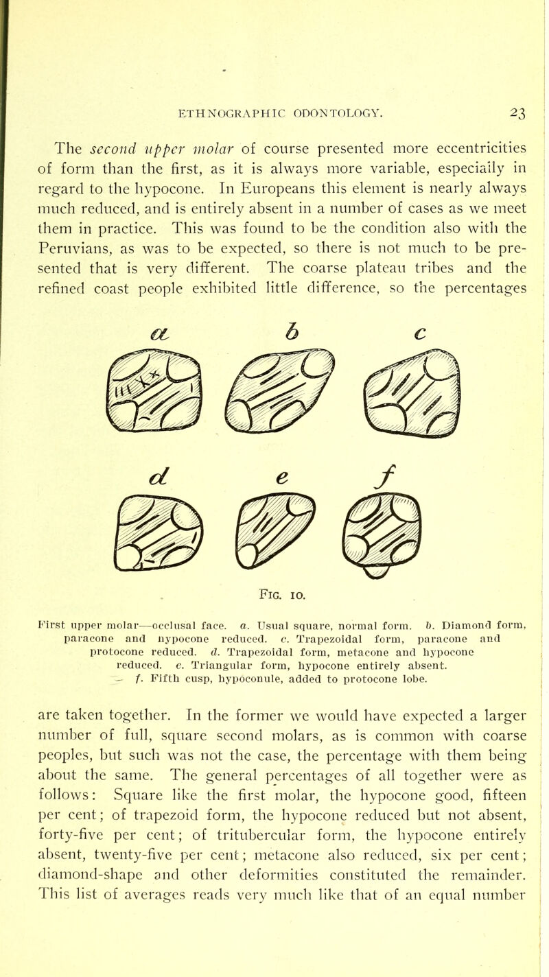 The second 'tipper molar of course presented more eccentricities of form than the first, as it is always more variable, especially in regard to the hypocone. In Europeans this element is nearly always much reduced, and is entirely absent in a number of cases as we meet them in practice. This was found to be the condition also with the Peruvians, as was to be expected, so there is not much to be pre- sented that is very different. The coarse plateau tribes and the refined coast people exhibited little difference, so the percentages Fig. 10. First upper molar—occlusal face. a. Usual square, normal form. h. Diamoncl form, ; paracone and nypocone reduced, c. Trapezoidal form, paracone and | protocone reduced, tl. Trapezoidal form, metacone and hypocone ; reduced, e. Triangular form, hypocone entirely absent. j ^ f. Fifth cusp, hypoconule, added to protocone lobe. j are taken together. In the former we would have expected a larger number of full, square second molars, as is common with coarse peoples, but such was not the case, the percentage with them being about the same. The general percentages of all together were as . follows: Square like the first molar, the hypocone good, fifteen ^ per cent; of trapezoid form, the hypocone reduced but not absent, i forty-five per cent; of tritubercular form, the hypocone entirely : al)sent, twenty-five per cent; metacone also reduced, six per cent; ; diamond-shape and other deformities constituted the remainder. This list of averages reads very much like that of an equal number