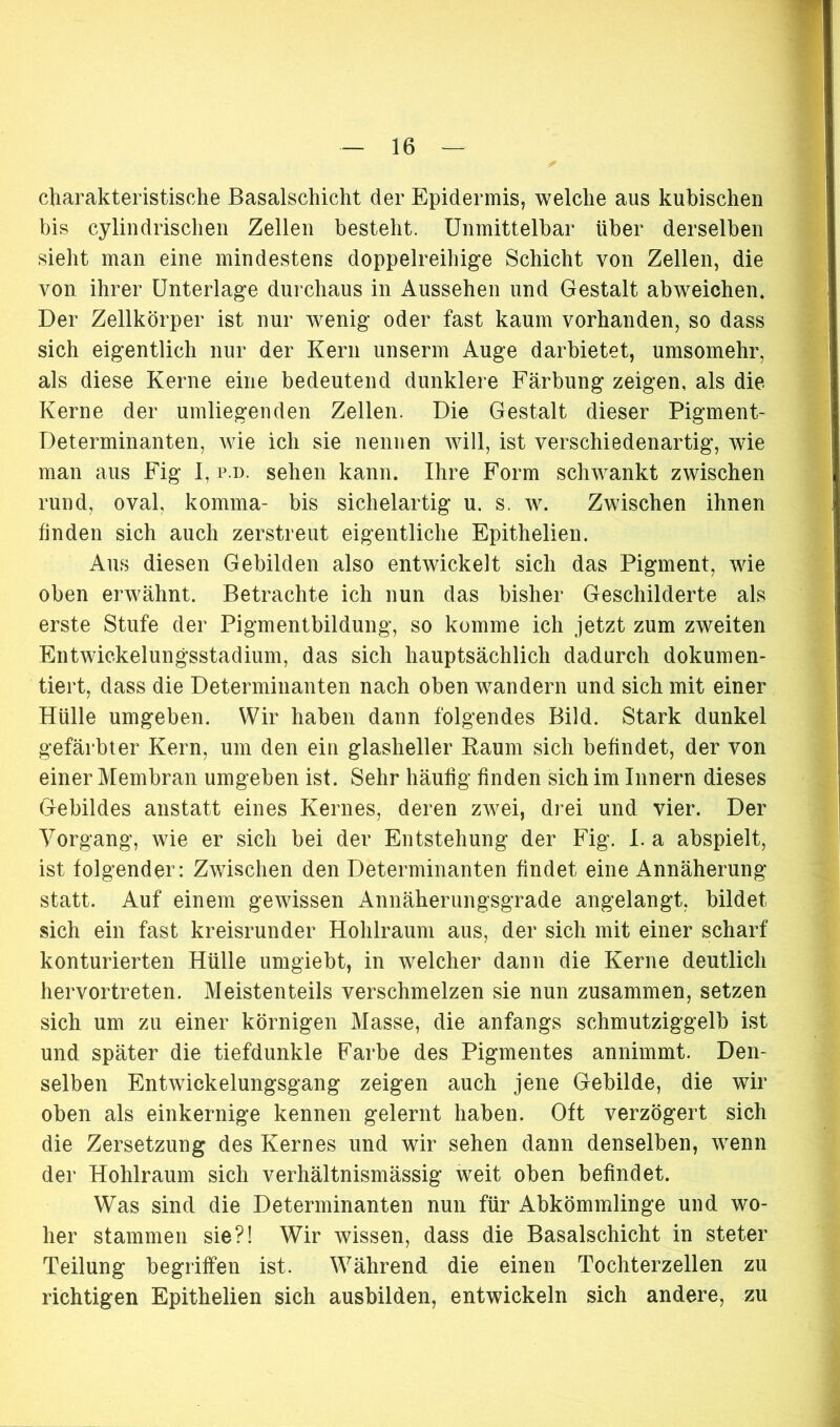 charakteristische Basalschicht der Epidermis, welche aus kubischen bis cylindrischen Zellen besteht. Unmittelbar über derselben sieht man eine mindestens doppelreihige Schicht von Zellen, die von ihrer Unterlage durchaus in Aussehen und Gestalt abweichen. Der Zellkörper ist nur wenig oder fast kaum vorhanden, so dass sich eigentlich nur der Kern unserm Auge darbietet, umsomehr, als diese Kerne eine bedeutend dunklere Färbung zeigen, als die Kerne der umliegenden Zellen. Die Gestalt dieser Pigment- Determinanten, wie ich sie nennen will, ist verschiedenartig, wie man aus Fig 1, p.d. sehen kann. Ihre Form schwankt zwischen rund, oval, komma- bis sichelartig u. s. w. Zwischen ihnen finden sich auch zerstreut eigentliche Epithelien. Aus diesen Gebilden also entwickelt sich das Pigment, wie oben erwähnt. Betrachte ich nun das bisher Geschilderte als erste Stufe der Pigmentbildung, so komme ich jetzt zum zweiten Entwickelungsstadium, das sich hauptsächlich dadurch dokumen- tiert, dass die Determinanten nach oben wandern und sich mit einer Hülle umgeben. Wir haben dann folgendes Bild. Stark dunkel gefärbter Kern, um den ein glasheller Raum sich befindet, der von einer Membran umgeben ist. Sehr häufig finden sich im Innern dieses Gebildes anstatt eines Kernes, deren zwei, drei und vier. Der Vorgang, wie er sich bei der Entstehung der Fig. I. a abspielt, ist folgender: Zwischen den Determinanten findet eine Annäherung statt. Auf einem gewissen Annäherungsgrade angelangt, bildet sich ein fast kreisrunder Hohlraum aus, der sich mit einer scharf konturierten Hülle umgiebt, in welcher dann die Kerne deutlich hervortreten. Meistenteils verschmelzen sie nun zusammen, setzen sich um zu einer körnigen Masse, die anfangs schmutziggelb ist und später die tiefdunkle Farbe des Pigmentes annimmt. Den- selben Entwickelungsgang zeigen auch jene Gebilde, die wir oben als einkernige kennen gelernt haben. Oft verzögert sich die Zersetzung des Kernes und wir sehen dann denselben, wenn der Hohlraum sich verhältnismässig weit oben befindet. Was sind die Determinanten nun für Abkömmlinge und wo- her stammen sie?! Wir wissen, dass die Basalschicht in steter Teilung begriffen ist. Während die einen Tochterzellen zu richtigen Epithelien sich ausbilden, entwickeln sich andere, zu