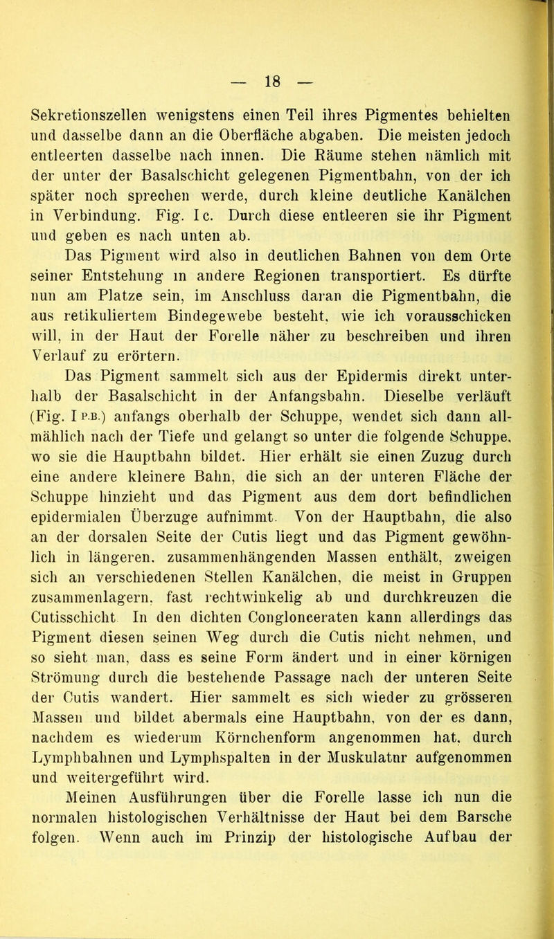 Sekretionszellen wenigstens einen Teil ihres Pigmentes behielten und dasselbe dann an die Oberfläche abgaben. Die meisten jedoch entleerten dasselbe nach innen. Die Räume stehen nämlich mit der unter der Basalschicht gelegenen Pigmentbahn, von der ich später noch sprechen werde, durch kleine deutliche Kanälchen in Verbindung. Fig. Ic. Durch diese entleeren sie ihr Pigment und geben es nach unten ab. Das Pigment wird also in deutlichen Bahnen von dem Orte seiner Entstehung in andere Regionen transportiert. Es dürfte nun am Platze sein, im Anschluss daran die Pigmentbahn, die aus retikuliertem Bindegewebe besteht, wie ich vorausschicken will, in der Haut der Forelle näher zu beschreiben und ihren Verlauf zu erörtern. Das Pigment sammelt sich aus der Epidermis direkt unter- halb der Basalschicht in der Anfangsbahn. Dieselbe verläuft (Fig. I p.b.) anfangs oberhalb der Schuppe, wendet sich dann all- mählich nach der Tiefe und gelangt so unter die folgende Schuppe, wo sie die Hauptbahn bildet. Hier erhält sie einen Zuzug durch eine andere kleinere Bahn, die sich an der unteren Fläche der Schuppe hinzieht und das Pigment aus dem dort befindlichen epidermialen Überzüge aufnimmt. Von der Hauptbahn, die also an der dorsalen Seite der Cutis liegt und das Pigment gewöhn- lich in längeren, zusammenhängenden Massen enthält, zweigen sich an verschiedenen Stellen Kanälchen, die meist in Gruppen zusammenlagern, fast rechtwinkelig ab und durchkreuzen die Cutisschicht In den dichten Congloneeraten kann allerdings das Pigment diesen seinen Weg durch die Cutis nicht nehmen, und so sieht man, dass es seine Form ändert und in einer körnigen Strömung durch die bestehende Passage nach der unteren Seite der Cutis wandert. Hier sammelt es sich wieder zu grösseren Massen und bildet abermals eine Hauptbahn, von der es dann, nachdem es wiederum Körnchenform angenommen hat, durch Lymphbahnen und Lymphspalten in der Muskulatur aufgenommen und weitergeführt wird. Meinen Ausführungen über die Forelle lasse ich nun die normalen histologischen Verhältnisse der Haut bei dem Barsche folgen. Wenn auch im Prinzip der histologische Aufbau der