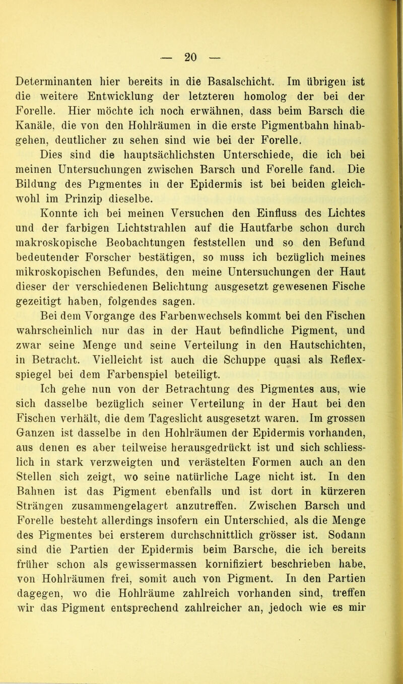 Determinanten hier bereits in die Basalschicht. Im übrigen ist die weitere Entwicklung der letzteren homolog der bei der Forelle. Hier möchte ich noch erwähnen, dass beim Barsch die Kanäle, die von den Hohlräumen in die erste Pigmentbahn hinab- gehen, deutlicher zu sehen sind wie bei der Forelle. Dies sind die hauptsächlichsten Unterschiede, die ich bei meinen Untersuchungen zwischen Barsch und Forelle fand. Die Bildung des Pigmentes in der Epidermis ist bei beiden gleich- wohl im Prinzip dieselbe. Konnte ich bei meinen Versuchen den Einfluss des Lichtes und der farbigen Lichtstrahlen auf die Hautfarbe schon durch makroskopische Beobachtungen feststellen und so den Befand bedeutender Forscher bestätigen, so muss ich bezüglich meines mikroskopischen Befundes, den meine Untersuchungen der Haut dieser der verschiedenen Belichtung ausgesetzt gewesenen Fische gezeitigt haben, folgendes sagen. Bei dem Vorgänge des Farbenwechsels kommt bei den Fischen wahrscheinlich nur das in der Haut befindliche Pigment, und zwar seine Menge und seine Verteilung in den Hautschichten, in Betracht. Vielleicht ist auch die Schuppe quasi als Reflex- spiegel bei dem Farbenspiel beteiligt. Ich gehe nun von der Betrachtung des Pigmentes aus, wie sich dasselbe bezüglich seiner Verteilung in der Haut bei den Fischen verhält, die dem Tageslicht ausgesetzt waren. Im grossen Ganzen ist dasselbe in den Hohlräumen der Epidermis vorhanden, aus denen es aber teilweise herausgedrückt ist und sich schliess- lich in stark verzweigten und verästelten Formen auch an den Stellen sich zeigt, wo seine natürliche Lage nicht ist. In den Bahnen ist das Pigment ebenfalls und ist dort in kürzeren Strängen zusammengelagert anzutreffen. Zwischen Barsch und Forelle besteht allerdings insofern ein Unterschied, als die Menge des Pigmentes bei ersterem durchschnittlich grösser ist. Sodann sind die Partien der Epidermis beim Barsche, die ich bereits früher schon als gewissermassen kornifiziert beschrieben habe, von Hohlräumen frei, somit auch von Pigment. In den Partien dagegen, wo die Hohlräume zahlreich vorhanden sind, treffen wir das Pigment entsprechend zahlreicher an, jedoch wie es mir