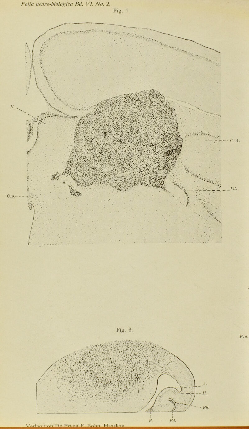 r ig. 1. '■■(.x-XSu- Wytw - C.A. Fd. Fig. 3. F. d. II. Fh.