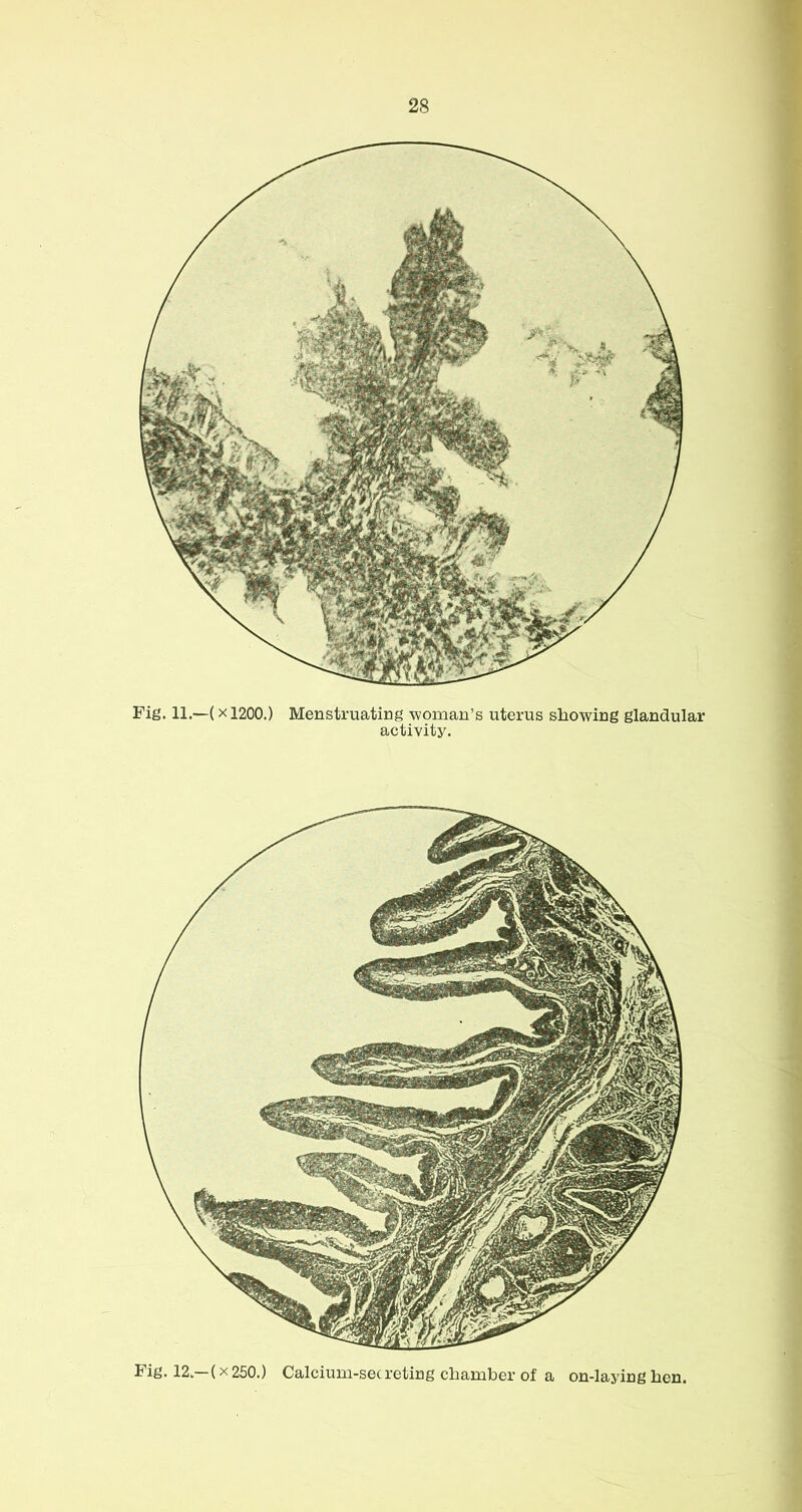 Fig. 11.—(X1200.) Menstruating woman’s uterus showing glandular activity. Fig. 12.—(X250.) Calcium-secreting chamber of a on-laying hen.