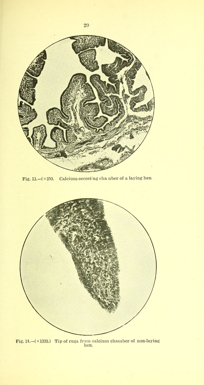 Fig. 13.—(X 250. Calcium-secreting clia nber of a laying hen Fig. 14.—(X1200.) Tip of ruga from calcium chamber of non-laying hen.