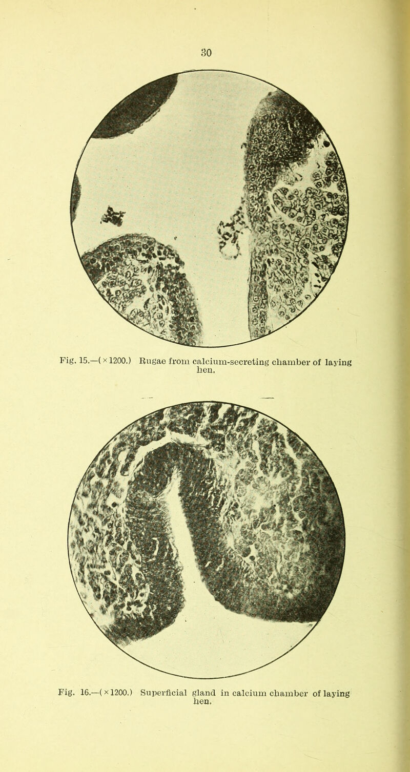 Fig. 15.—(X1200.) Rugae from calcium-secreting chamber of lasang hen. Fig. 16.—(x 1200.) Superficial gland in calcium chamber of laying hen.