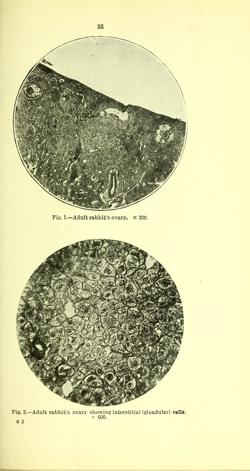 Fig. 1.—Adult rabbit’s ovary, x 200. Fig. 2.—Adult rabbit’s ovary showing interstitial (glandular) cells. X 600. c 2