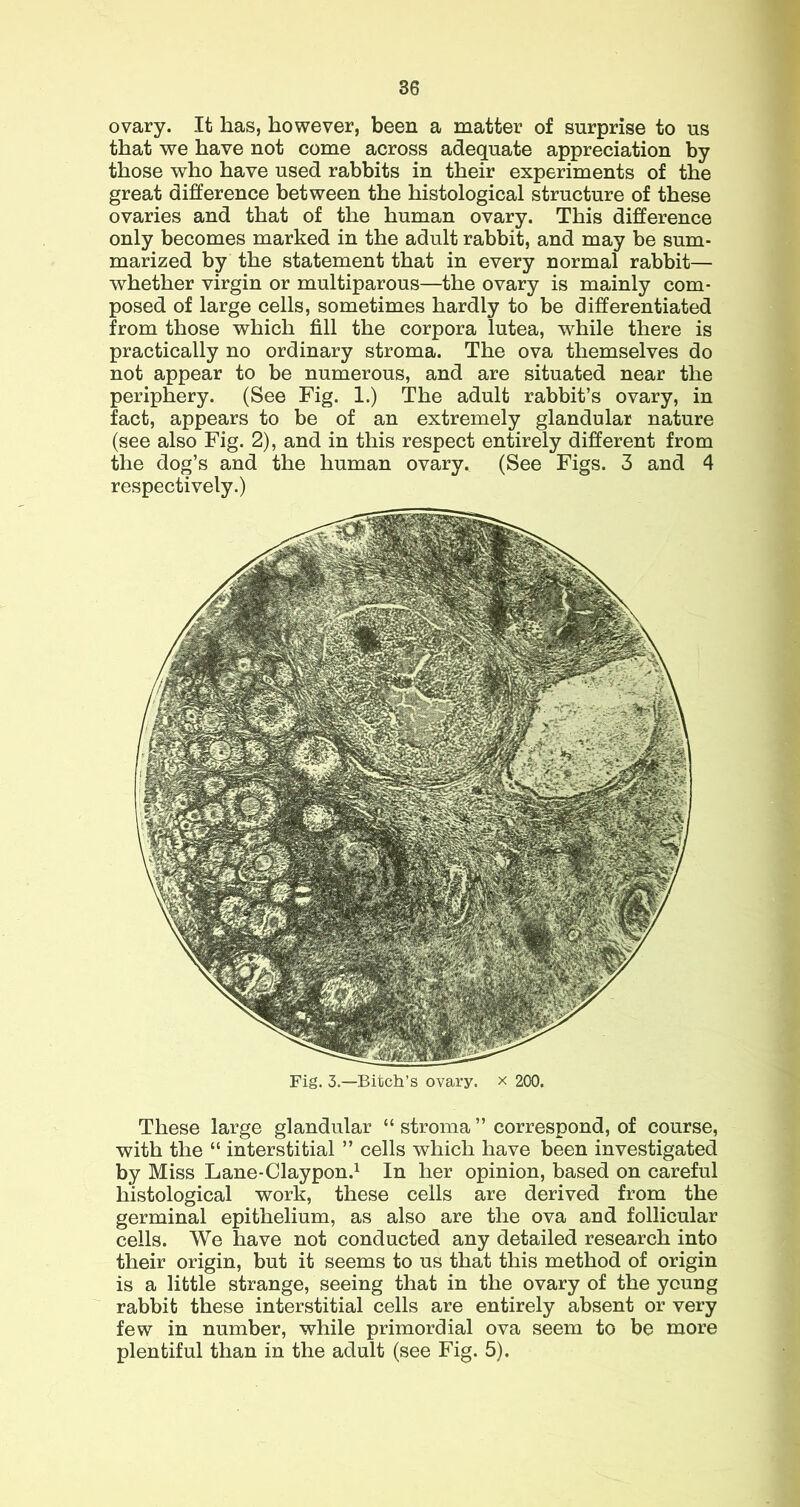 Fig. 3.—Bitch’s ovary, x 200. These large glandular “ stroma ” correspond, of course, with the “ interstitial ” cells which have been investigated by Miss Lane-Claypon.^ In her opinion, based on careful histological work, these cells are derived from the germinal epithelium, as also are the ova and follicular cells. We have not conducted any detailed research into their origin, but it seems to us that this method of origin is a little strange, seeing that in the ovary of the young rabbit these interstitial cells are entirely absent or very few in number, while primordial ova seem to be more plentiful than in the adult (see Fig. 5). ovary. It has, however, been a matter of surprise to us that we have not come across adequate appreciation by those who have used rabbits in their experiments of the great difference between the histological structure of these ovaries and that of the human ovary. This difference only becomes marked in the adult rabbit, and may be sum- marized by the statement that in every normal rabbit— whether virgin or multiparous—the ovary is mainly com- posed of large cells, sometimes hardly to be differentiated from those which fill the corpora lutea, while there is practically no ordinary stroma. The ova themselves do not appear to be numerous, and are situated near the periphery. (See Fig. 1.) The adult rabbit’s ovary, in fact, appears to be of an extremely glandular nature (see also Fig. 2), and in this respect entirely different from the dog’s and the human ovary. (See Figs. 3 and 4 respectively.)