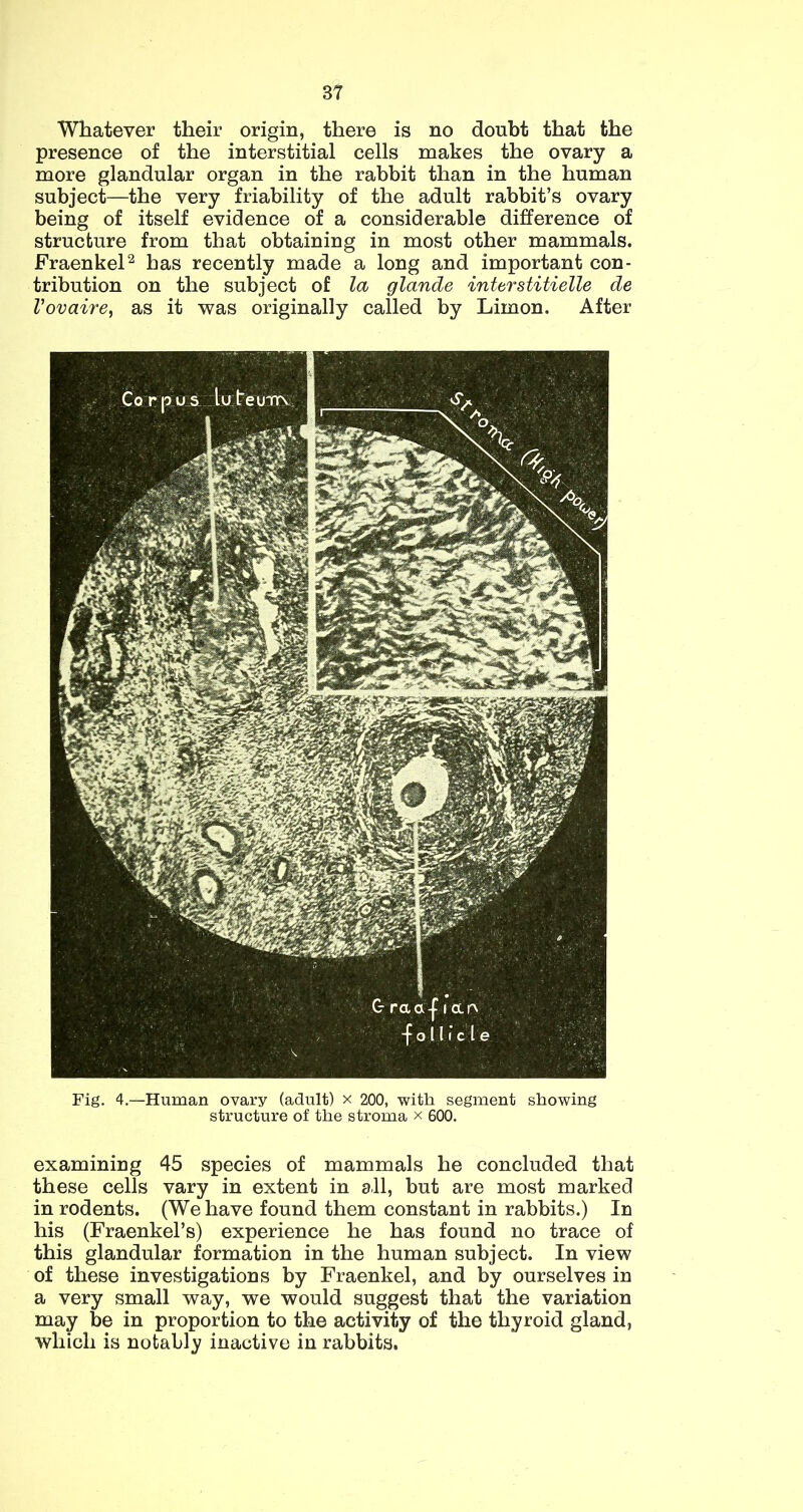 Whatever their origin, there is no doubt that the presence of the interstitial cells makes the ovary a more glandular organ in the rabbit than in the human subject—the very friability of the adult rabbit’s ovary being of itself evidence of a considerable difference of structure from that obtaining in most other mammals. FraenkeP has recently made a long and important con- tribution on the subject of la glande interstitielle de Vovaire, as it was originally called by Limon. After Fig. 4.—Human ovary (adult) x 200, with segment showing structure of the stroma x 600. examining 45 species of mammals he concluded that these cells vary in extent in all, but are most marked in rodents. (We have found them constant in rabbits.) In his (Fraenkel’s) experience he has found no trace of this glandular formation in the human subject. In view of these investigations by Fraenkel, and by ourselves in a very small way, we would suggest that the variation may be in proportion to the activity of the thyroid gland, which is notably inactive in rabbits.