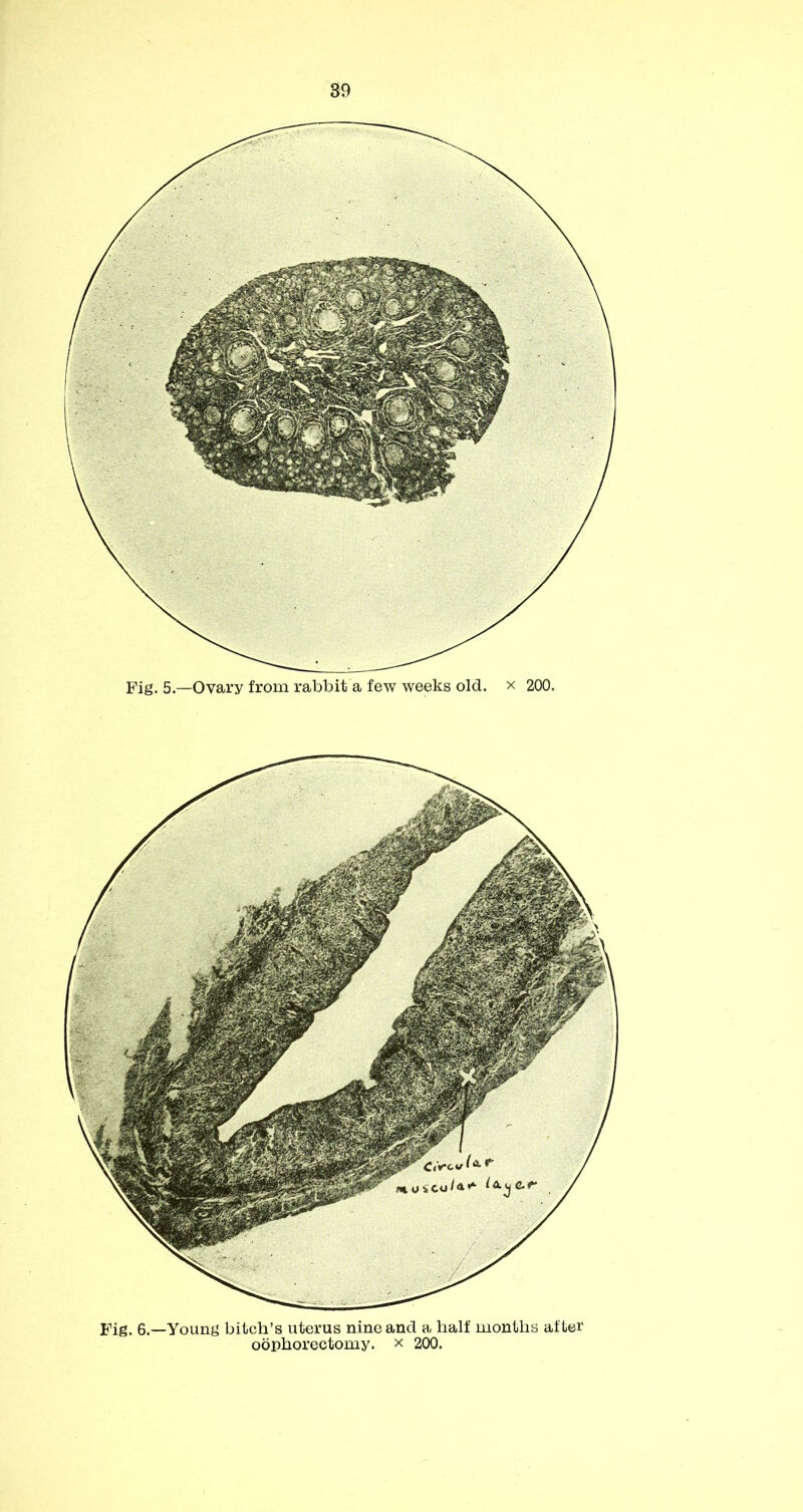 Fig. 5.—Ovary from rabbit a few weeks old. x 200. Pig, 6.—Young bitch’s uterus nine and a half months after oophorectomy, x 200.