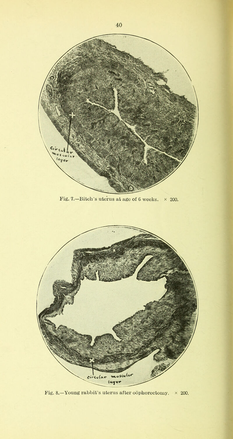 Fig. 7.—Bitch’s uterus at age of 6 weeks, x 200. Fig. 8.—Young rabbit’s uterus after oophorectomy, x 200. i