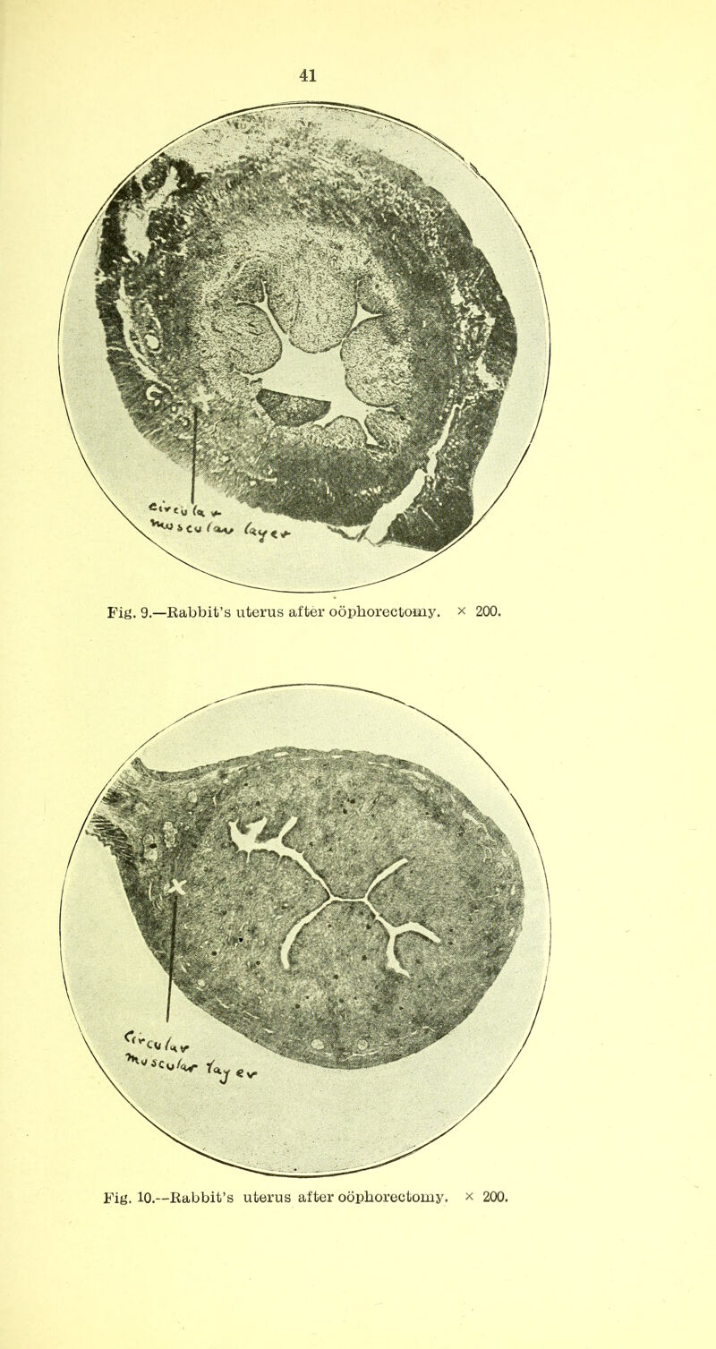 Fig. 9.—Rabbit’s uterus after oophorectomy, x 200.
