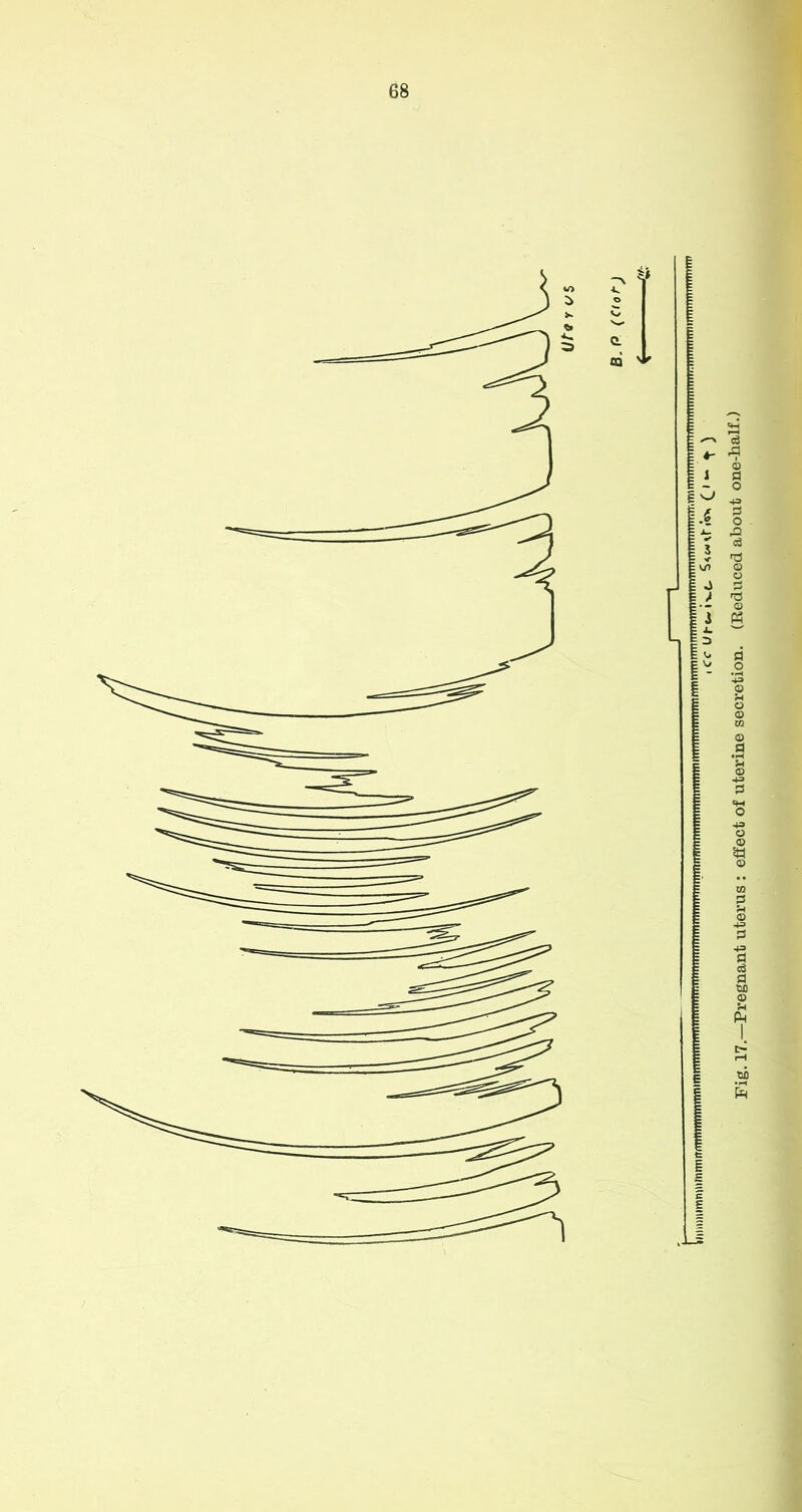 (CC-U^e«iv.(, S^w\rr<!.> (^i«- Y ) Fig, 17,—Pregnant uterus : effect of uterine secretion. (Reduced about one-half.)