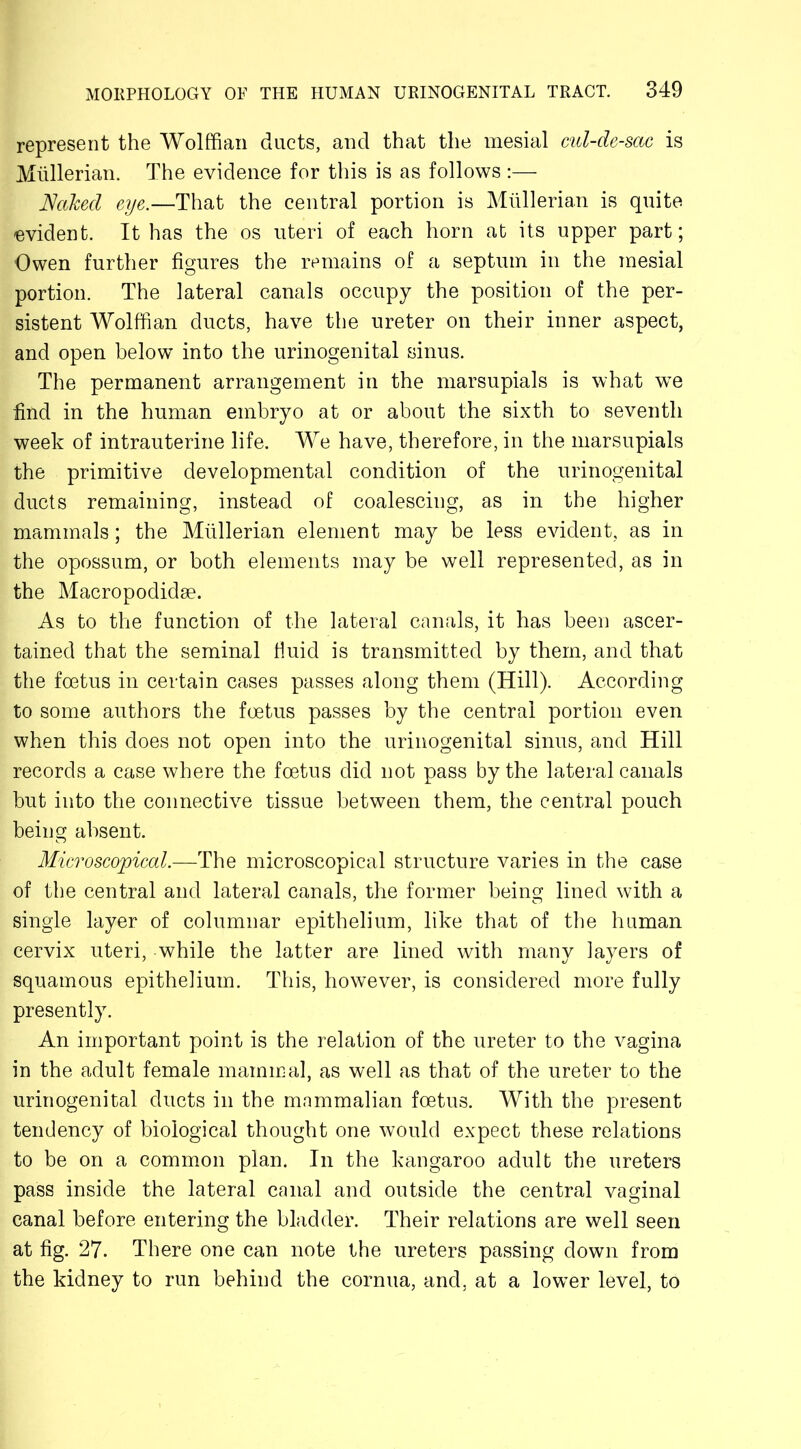 represent the Wolffian ducts, and that the mesial cul-de-sac is Mullerian. The evidence for this is as follows :— Naked eye.—That the central portion is Mullerian is quite 'evident. It has the os uteri of each horn at its upper part; Owen further figures the remains of a septum in the mesial portion. The lateral canals occupy the position of the per- sistent Wolffian ducts, have the ureter on their inner aspect, and open below into the urinogenital sinus. The permanent arrangement in the marsupials is what we find in the human embryo at or about the sixth to seventh week of intrauterine life. We have, therefore, in the marsupials the primitive developmental condition of the urinogenital ducts remaining, instead of coalescing, as in the higher mammals; the Mullerian element may be less evident, as in the opossum, or both elements may be well represented, as in the Macropodidae. As to the function of the lateral canals, it has been ascer- tained that the seminal fluid is transmitted by them, and that the foetus in certain cases passes along them (Hill). According to some authors the foetus passes by the central portion even when this does not open into the urinogenital sinus, and Hill records a case where the foetus did not pass by the lateral canals but into the connective tissue between them, the central pouch being absent. Microscopical.—The microscopical structure varies in the case of the central and lateral canals, the former being lined with a single layer of columnar epithelium, like that of the human cervix uteri, while the latter are lined with many layers of squamous epithelium. This, however, is considered more fully presently. An important point is the relation of the ureter to the vagina in the adult female mammal, as well as that of the ureter to the urinogenital ducts in the mnmmalian foetus. With the present tendency of biological thought one would expect these relations to be on a common plan. In the kangaroo adult the ureters pass inside the lateral canal and outside the central vaginal canal before entering the bladder. Their relations are well seen at fig. 27. There one can note the ureters passing down from the kidney to run behind the cornua, and, at a lower level, to