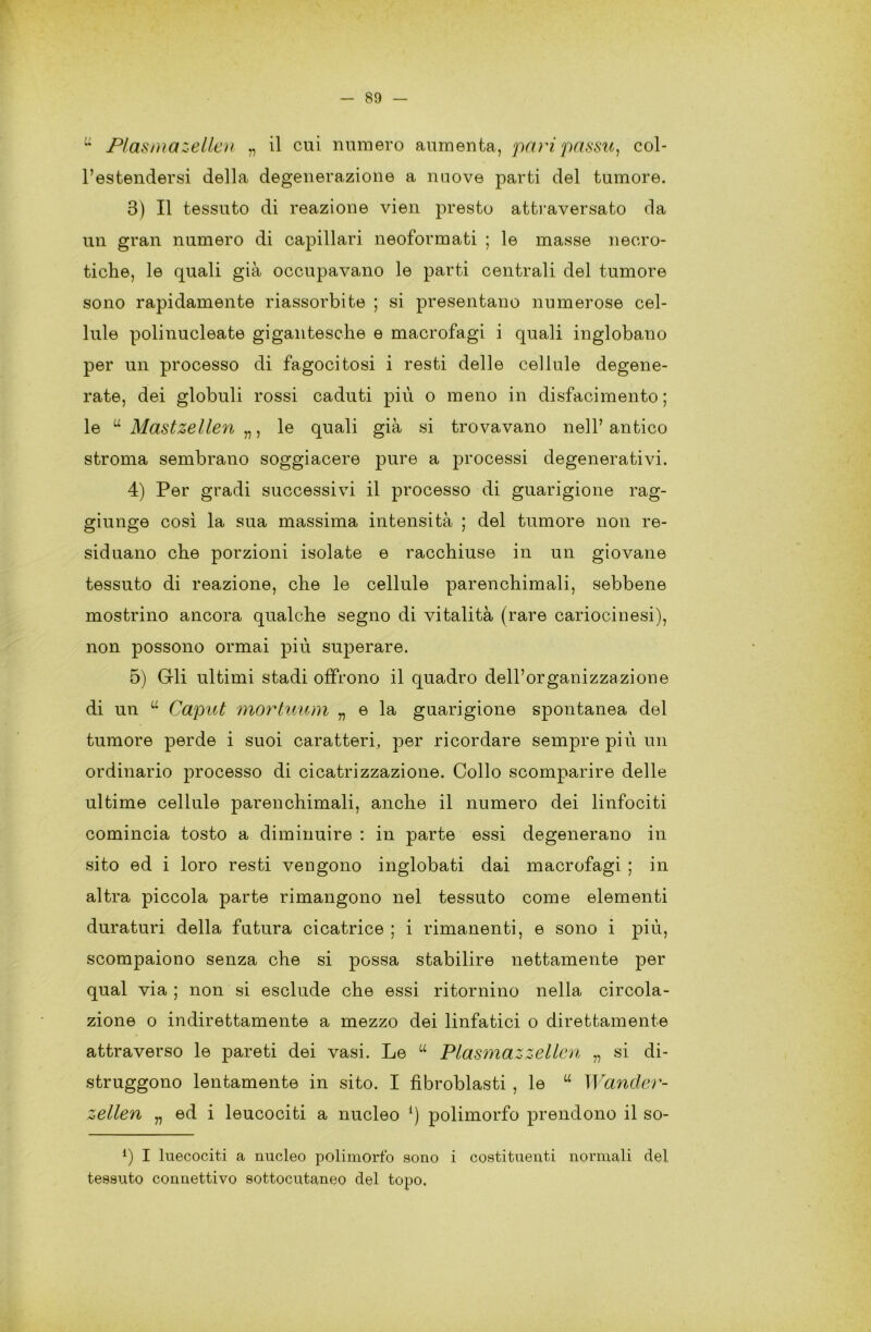 u Plasmazellen „ il cui numero aumenta, pari passu, col- l’estendersi della degenerazione a nuove parti del tumore. 8) Il tessuto di reazione vien presto attraversato da un gran numero di capillari neoformati ; le masse necro- tiche, le quali già occupavano le parti centrali del tumore sono rapidamente riassorbite ; si presentano numerose cel- lule polinucleate gigantesche e macrofagi i quali inglobano per un processo di fagocitosi i resti delle cellule degene- rate, dei globuli rossi caduti più o meno in disfacimento; le u Mastzellen „, le quali già si trovavano nell’antico stroma sembrano soggiacere pure a processi degenerativi. 4) Per gradi successivi il processo di guarigione rag- giunge così la sua massima intensità ; del tumore non re- siduano che porzioni isolate e racchiuse in un giovane tessuto di reazione, che le cellule parenchimali, sebbene mostrino ancora qualche segno di vitalità (rare cariocinesi), non possono ormai più superare. 5) Gli ultimi stadi offrono il quadro dell’organizzazione di un “ Caput mortuum „ e la guarigione spontanea del tumore perde i suoi caratteri, per ricordare sempre più un ordinario processo di cicatrizzazione. Collo scomparire delle ultime cellule parenchimali, anche il numero dei linfociti comincia tosto a diminuire : in parte essi degenerano in sito ed i loro resti vengono inglobati dai macrofagi ; in altra piccola parte rimangono nel tessuto come elementi duraturi della futura cicatrice ; i rimanenti, e sono i più, scompaiono senza che si possa stabilire nettamente per qual via ; non si esclude che essi ritornino nella circola- zione o indirettamente a mezzo dei linfatici o direttamente attraverso le pareti dei vasi. Le u Plasmazzellcn „ si di- struggono lentamente in sito. I fìbroblasti , le u Wancler- zellen „ ed i leucociti a nucleo x) polimorfo prendono il so- 1) I luecociti a nucleo polimorfo sono i costituenti normali del tessuto connettivo sottocutaneo del topo.