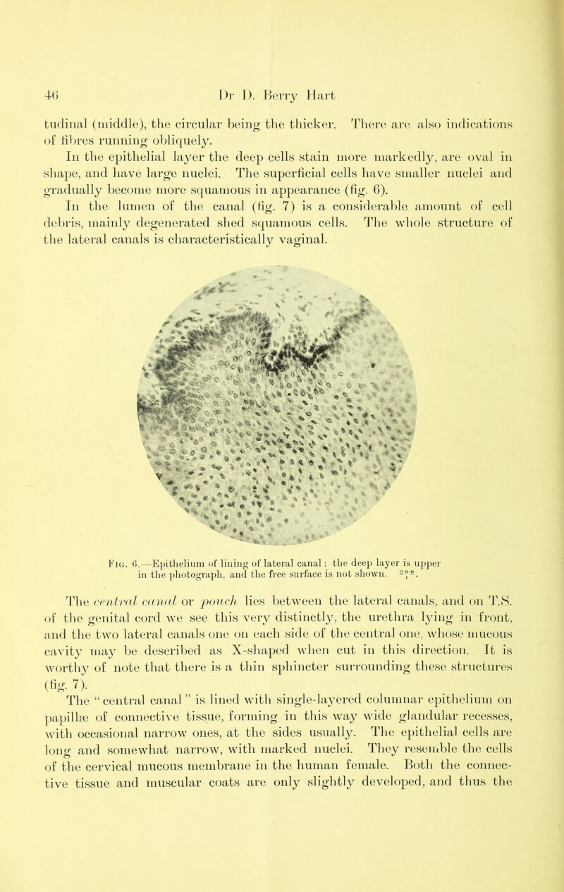 tudinal (middle), the circular being the thicker. There are also indications of fibres running obliquely. In the epithelial layer the deep cells stain more markedly, are oval in shape, and have large nuclei. The superficial cells have smaller nuclei and gradually become more squamous in appearance (fig. 6). In the lumen of the canal (fig. 7) is a considerable amount of cell debris, mainly degenerated shed squamous cells. The whole structure of the lateral canals is characteristically vaginal. Fig. 6.—Epithelium of lining of lateral canal: the deep layer is uj)per in the photograph, and the free surface is not shown. Tlte central canal or pouch lies between the lateral canals, and on T.S. of the genital cord we see this very distinctly, the urethra lying in front, and the two lateral canals one on each side of the central one, whose mucous cavity may be described as X-shaped when cut in this direction. It is worthy of note that there is a thin sphincter surrounding these structures (tig. 7). The “ central canal ” is lined with single-layered columnar epithelium on papillse of connecti^'e tissue, forming in this way wide glandular recesses, with occasional narrow ones, at the sides usually. The epithelial cells are long and somewhat narrow, with marked nuclei. They resemble the cells of the cervical mucous membrane in the human female. Both the connec- tive tissue and muscular coats are only slightly developed, and thus the